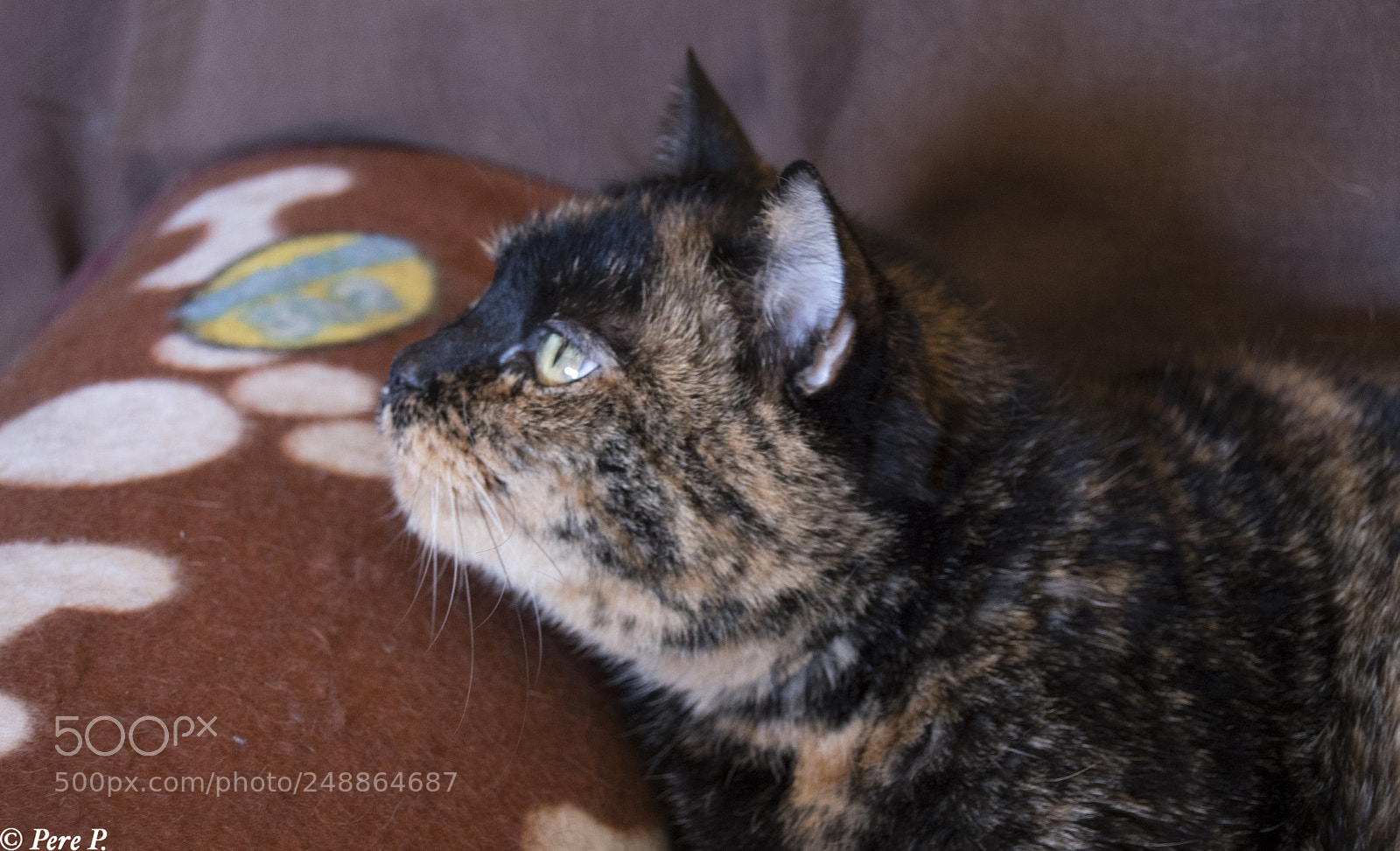 Nikon D7500 sample photo. Cat photography