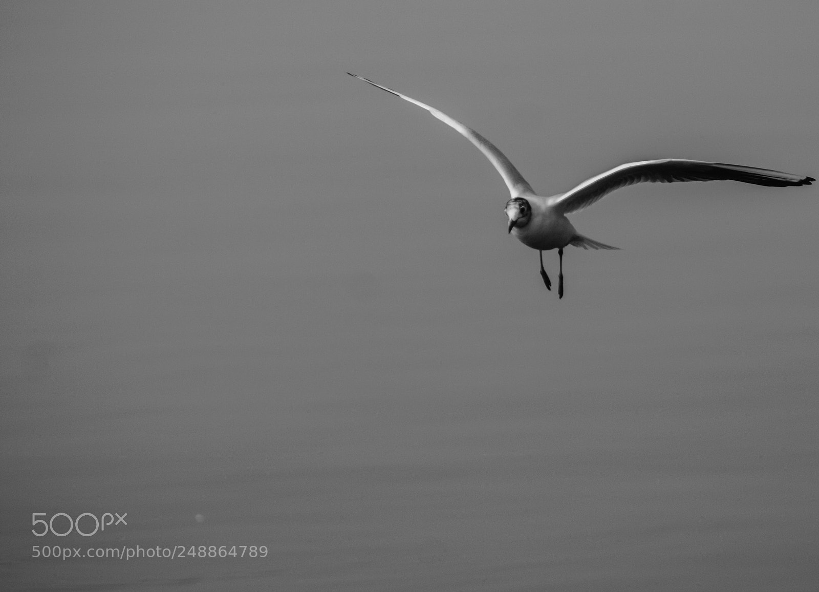 Canon EOS 1100D (EOS Rebel T3 / EOS Kiss X50) sample photo. Bird on air photography
