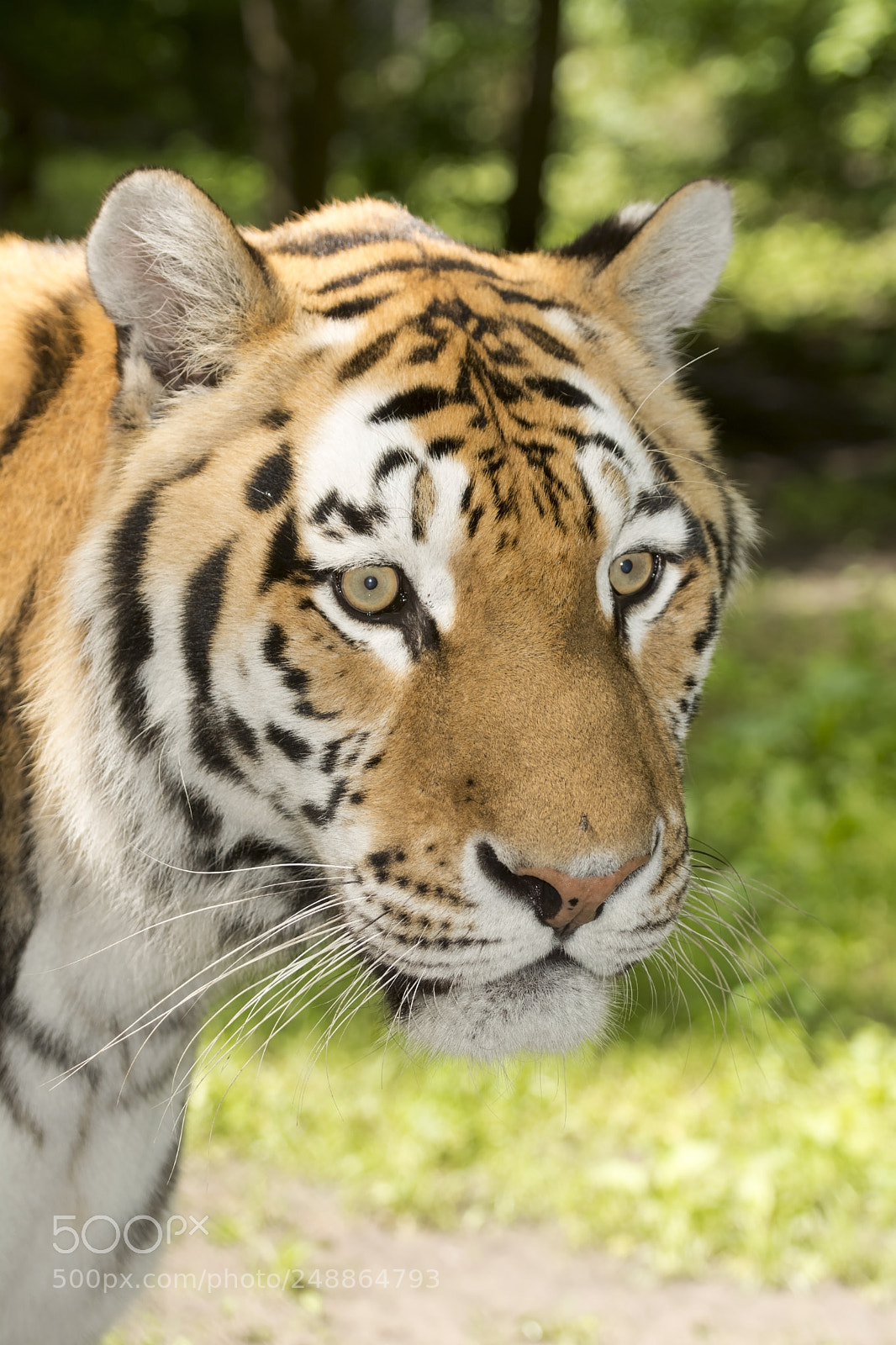 Nikon D7100 sample photo. Tiger portrait photography