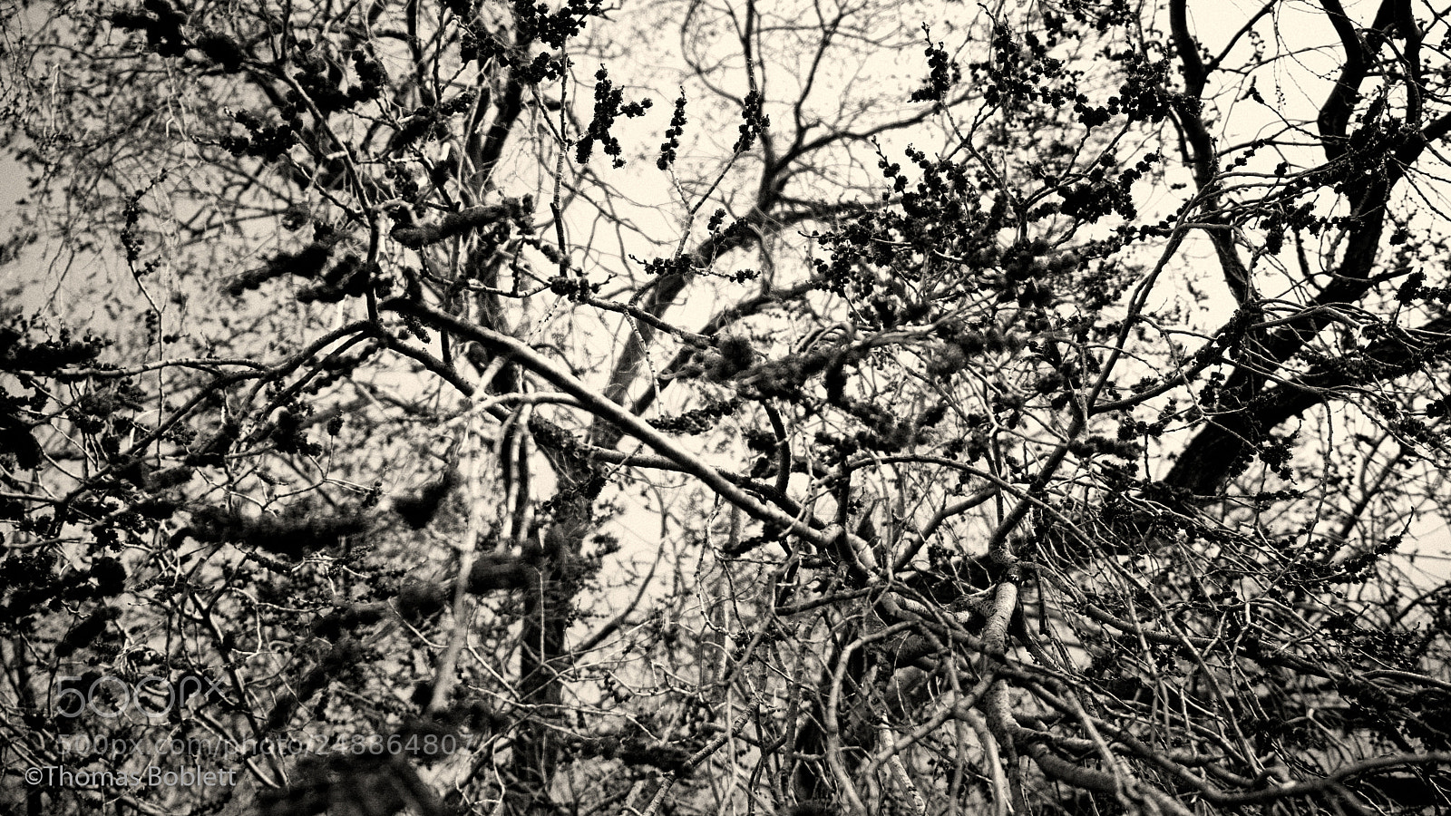 Fujifilm X-T2 sample photo. Branches photography