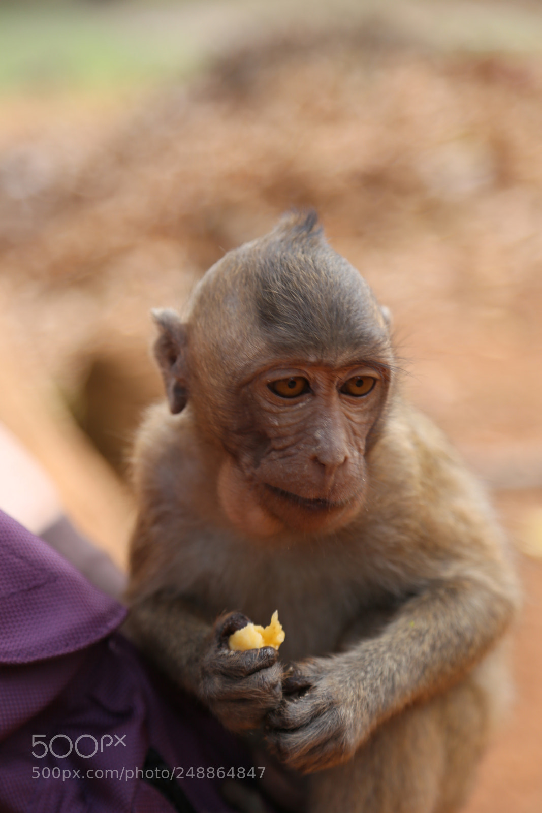 Canon EOS 6D + Canon EF 24-105mm F4L IS USM sample photo. Monkey photography