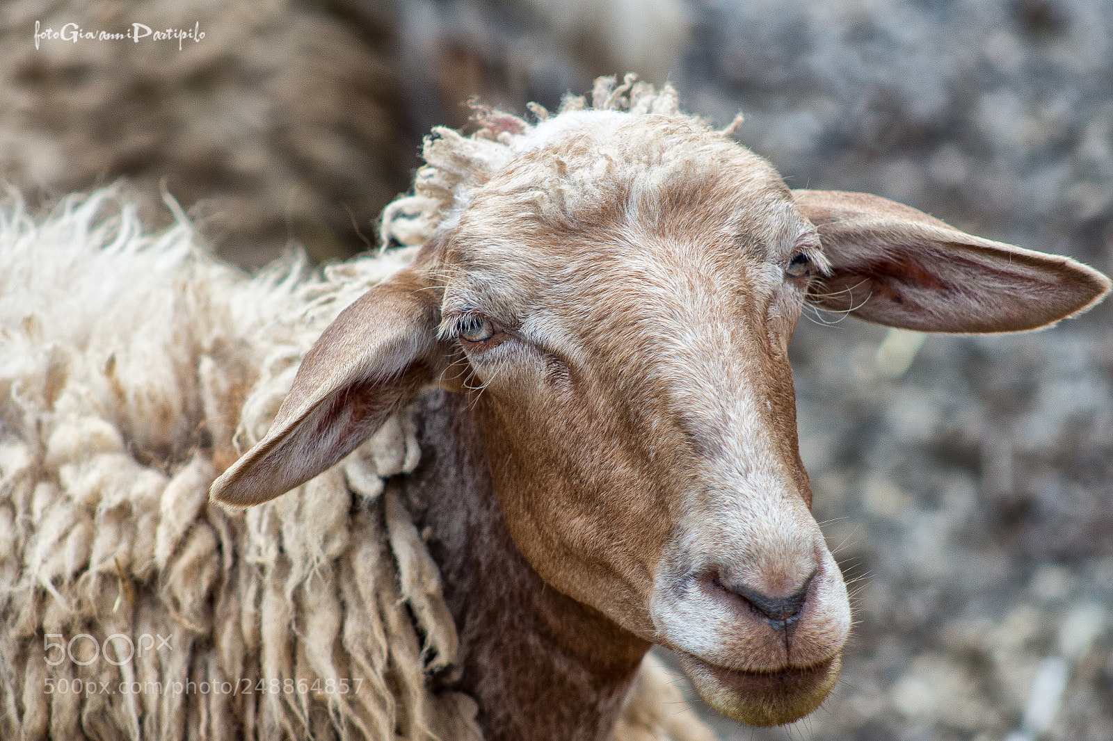 Canon EOS 100D (EOS Rebel SL1 / EOS Kiss X7) sample photo. Italian sheep...fuori dal gregge photography