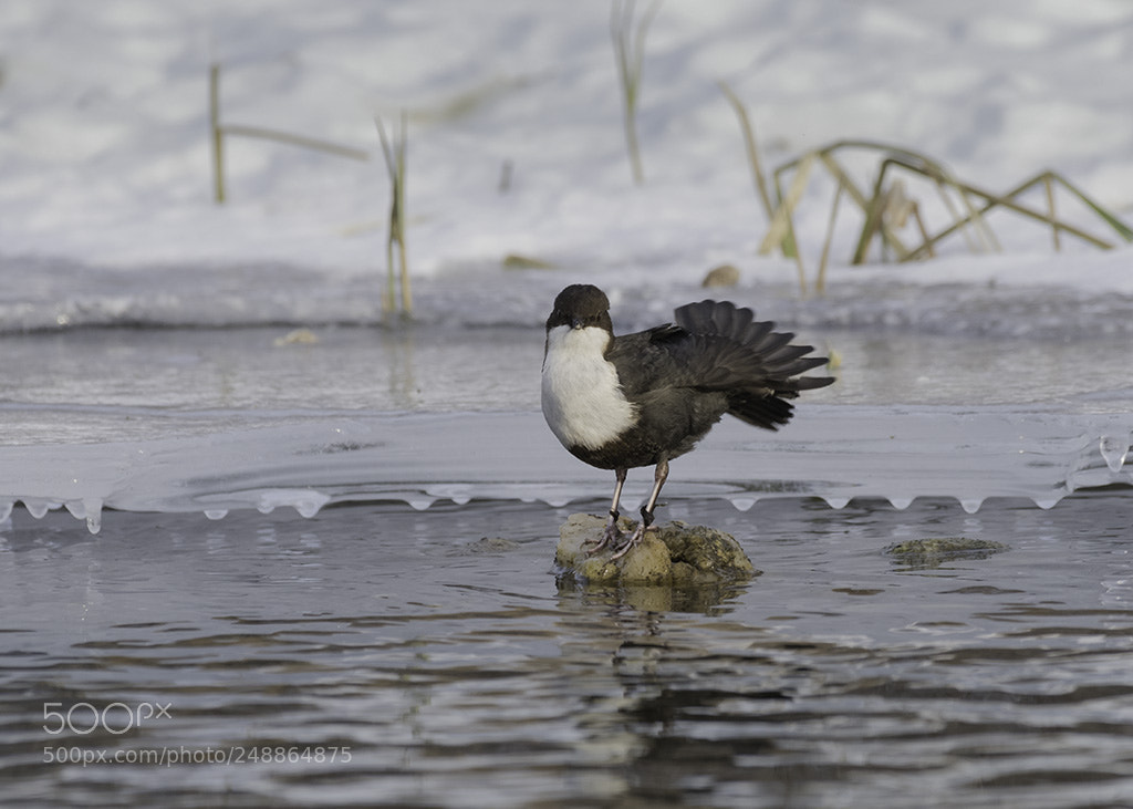 Nikon D850 sample photo. Fossekall.  white-throated dipper photography