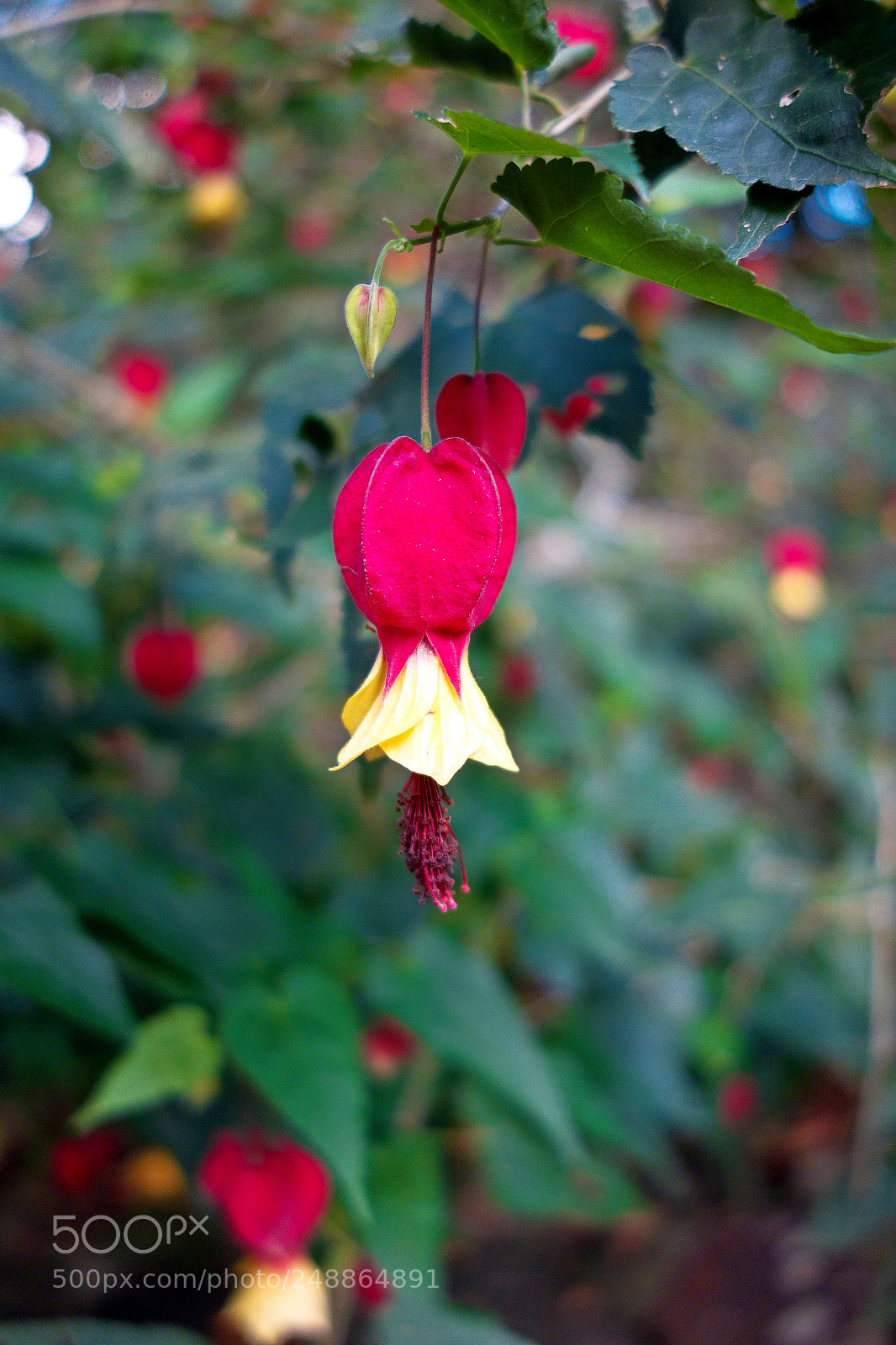 Sony Cyber-shot DSC-RX100 sample photo. Tropical fuschia photography