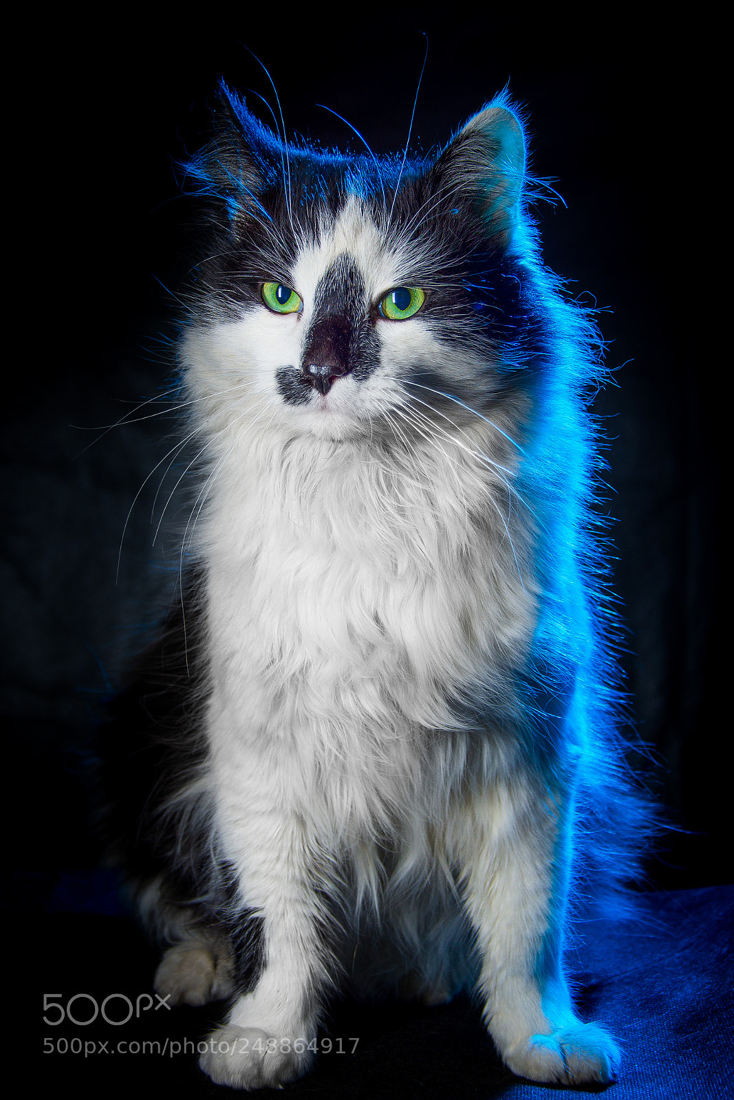 Nikon D7100 sample photo. Барсик photography