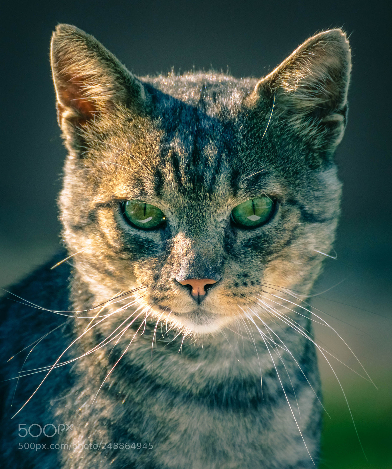 Nikon D3300 sample photo. Green eyes photography