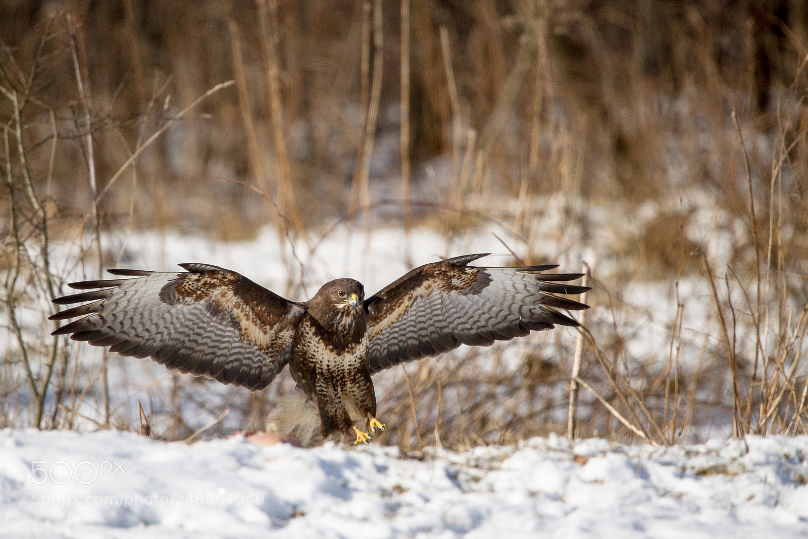 Nikon D3S sample photo. My first buzzard photography