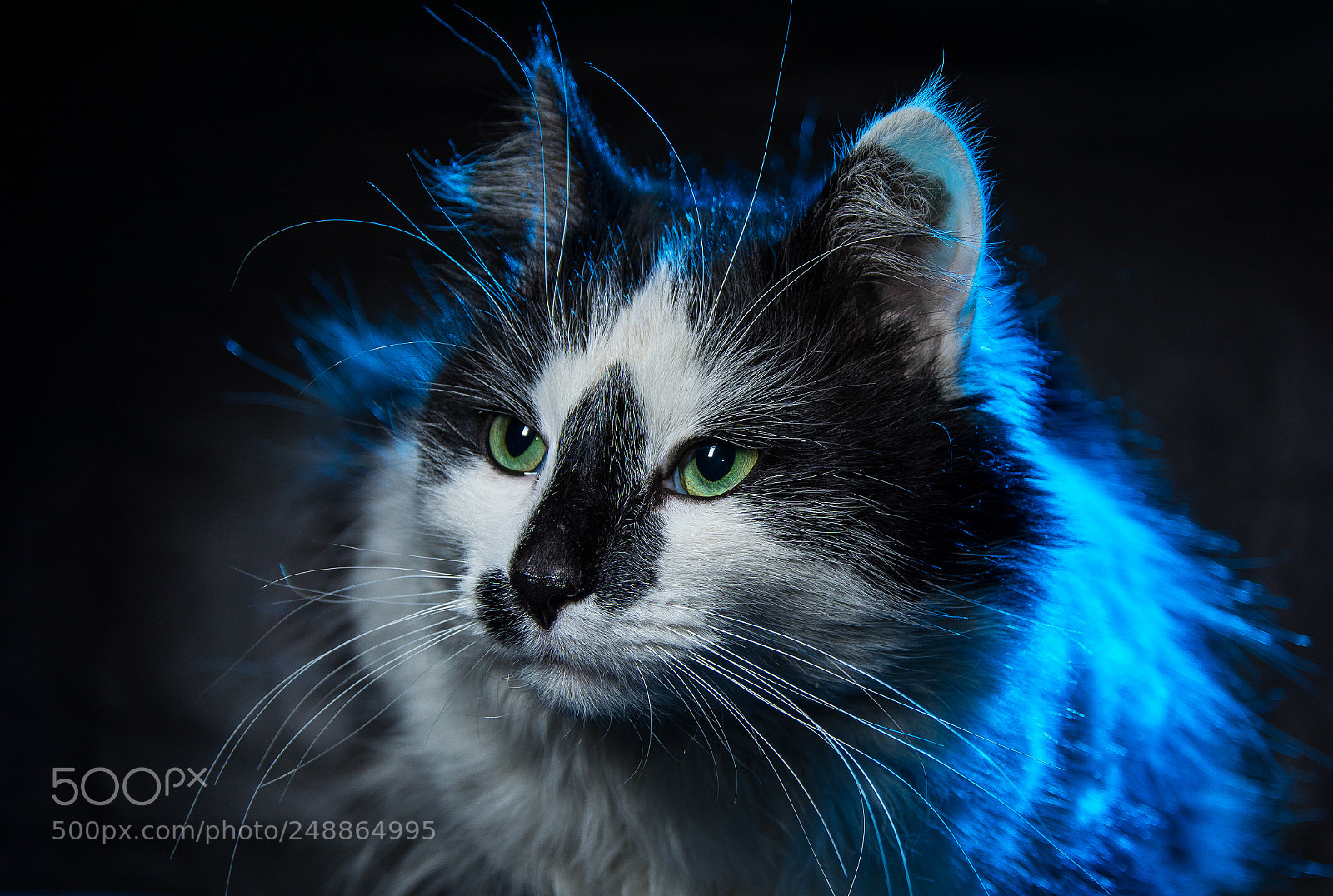 Nikon D7100 sample photo. Барсик photography
