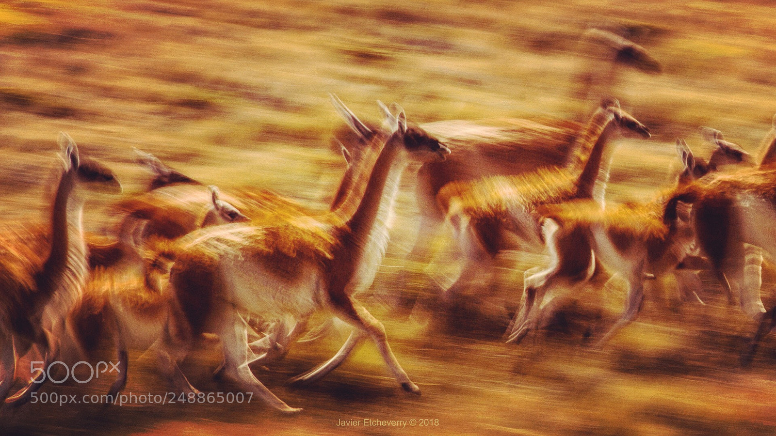 Nikon D200 sample photo. Guanacos lama guanicoe en photography