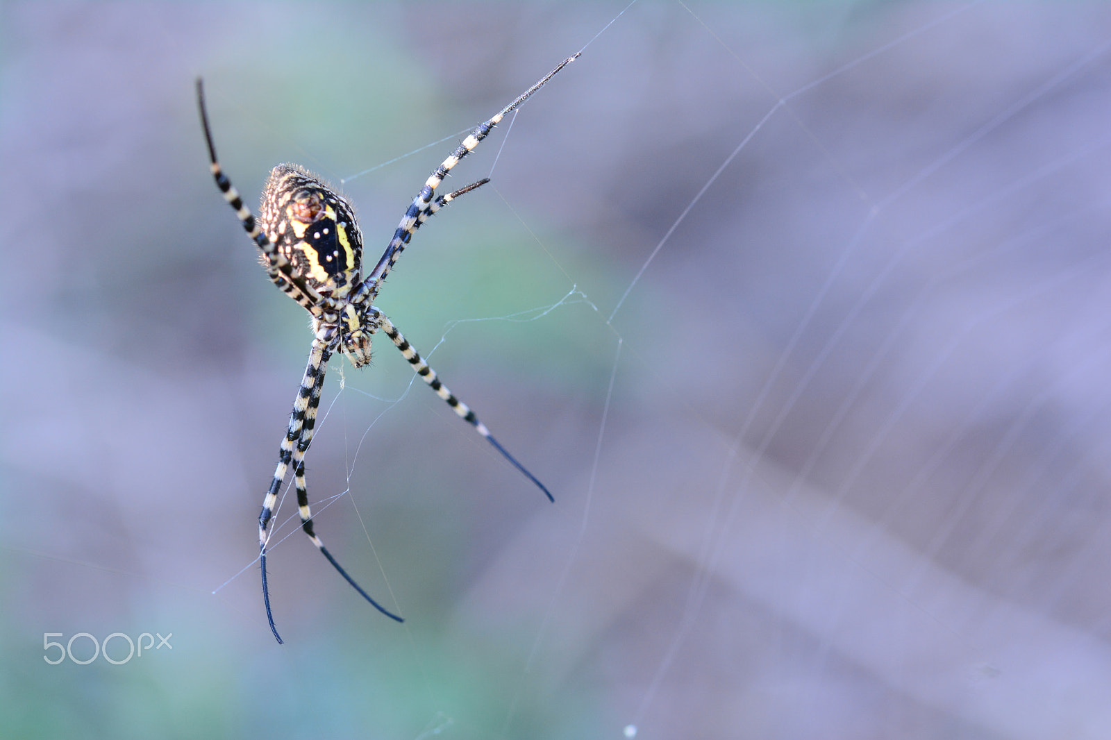 Nikon D7100 + Sigma 105mm F2.8 EX DG OS HSM sample photo. Spider photography