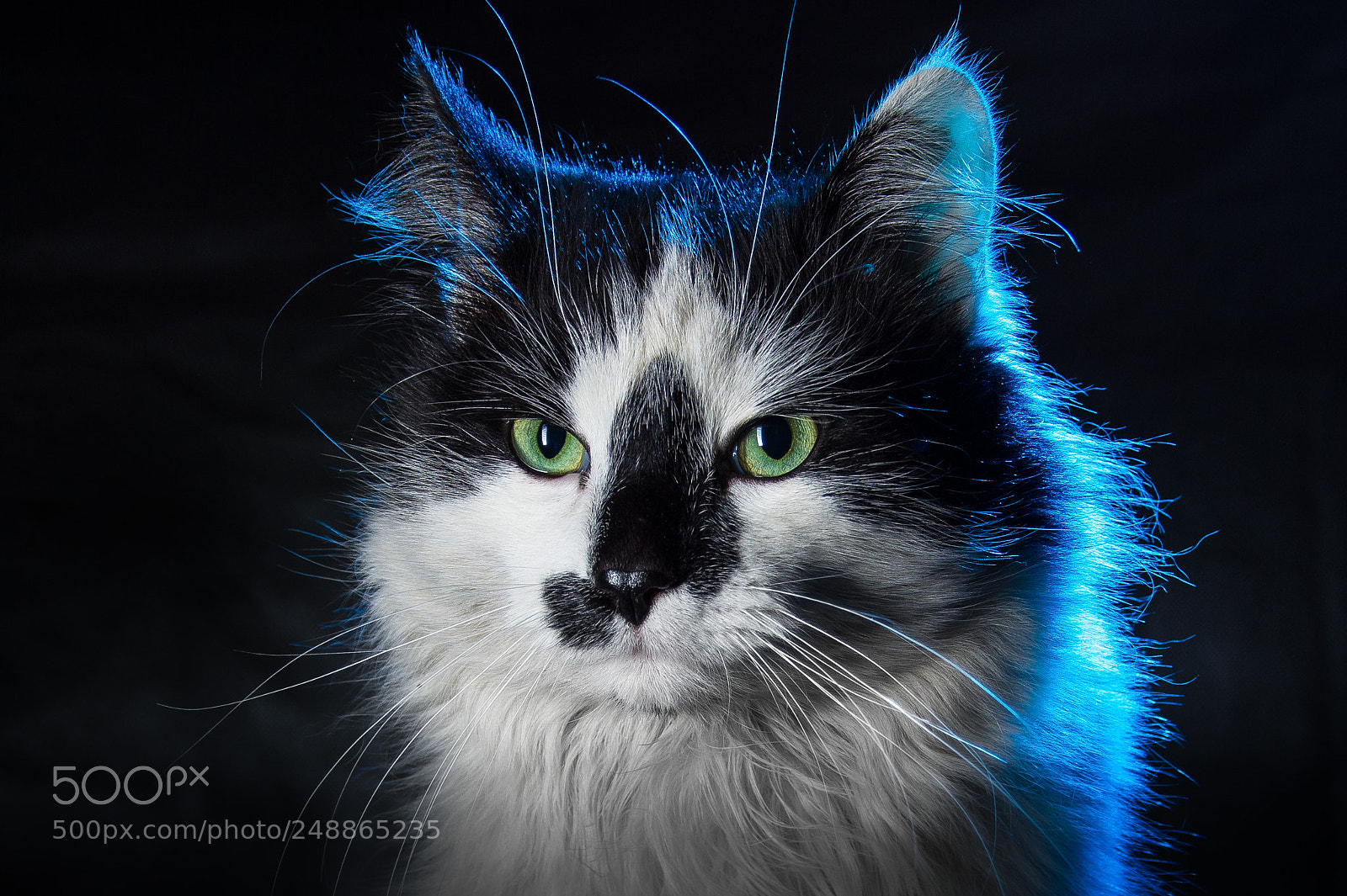 Nikon D7100 sample photo. Барсик photography