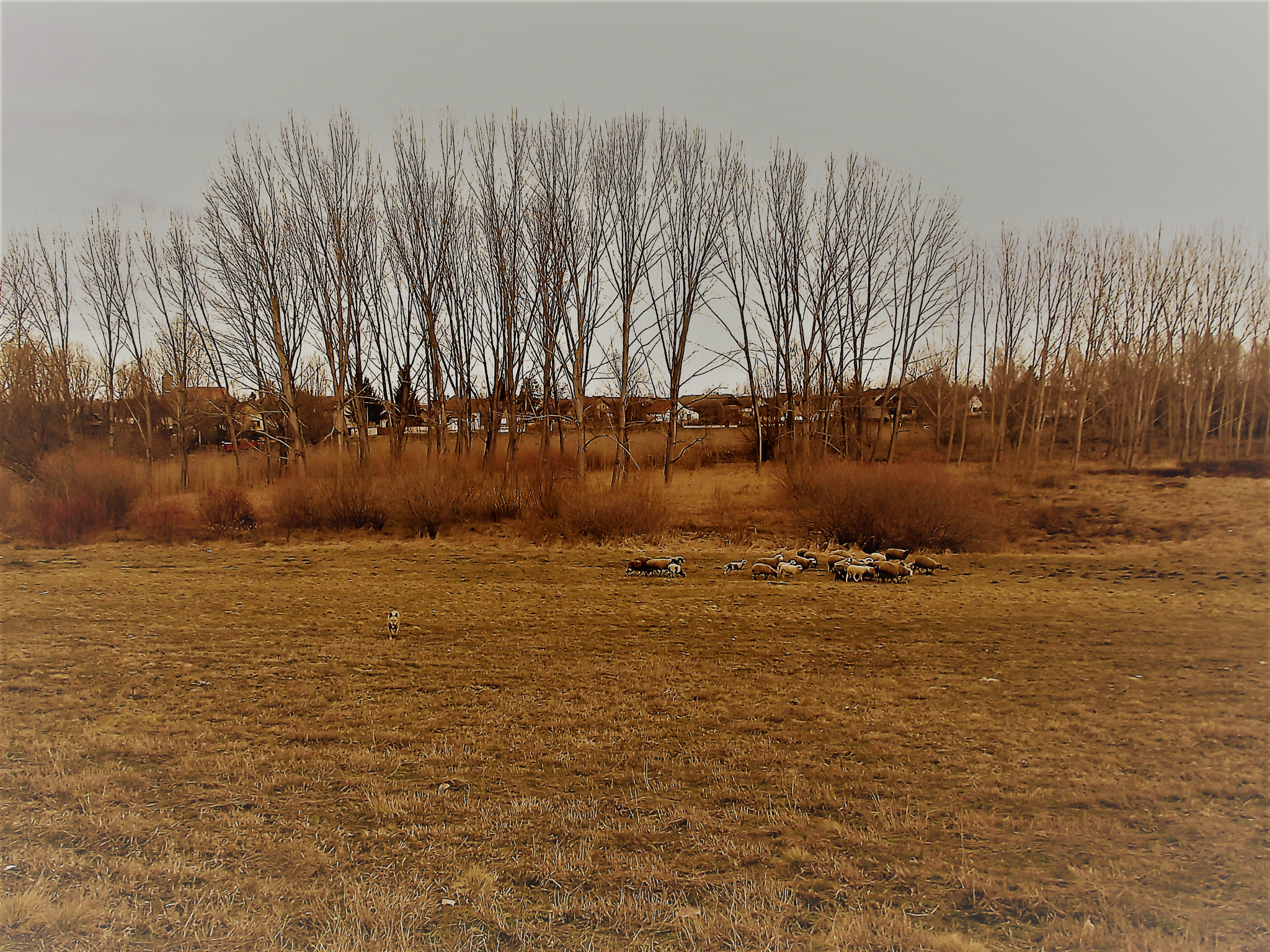 FujiFilm FinePix S2800HD (FinePix S2900HD) sample photo. Ovce photography
