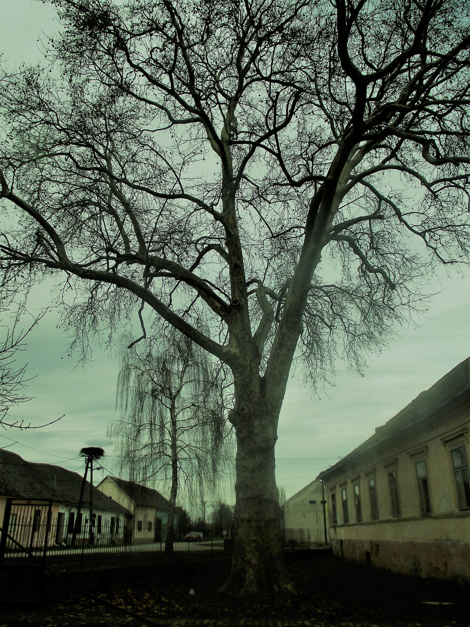 FujiFilm FinePix S2800HD (FinePix S2900HD) sample photo. Platan photography