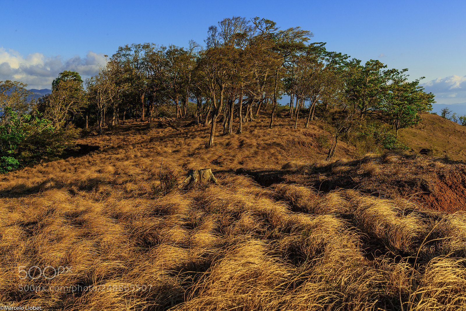 Canon EOS-1D X Mark II sample photo. L1i0181-finca libertad pura photography