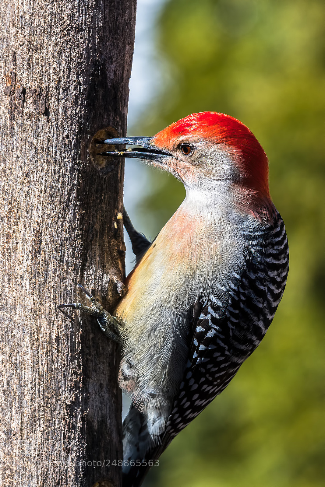 Nikon D850 sample photo. Feeding photography
