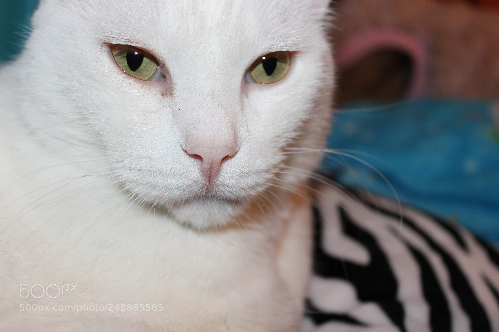 Canon EOS 600D (Rebel EOS T3i / EOS Kiss X5) sample photo. White cat photography