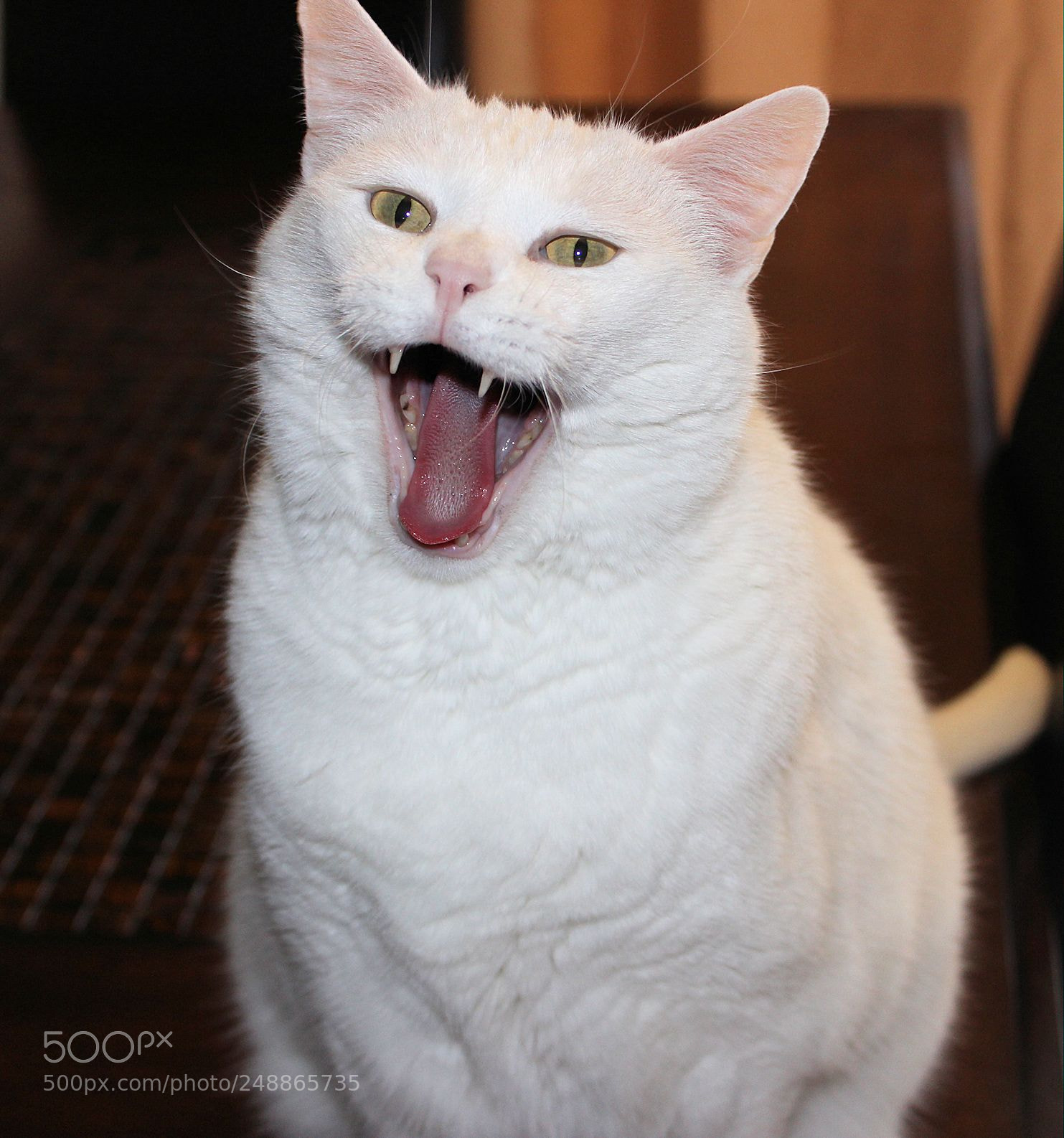 Canon EOS 600D (Rebel EOS T3i / EOS Kiss X5) sample photo. Happy cat photography