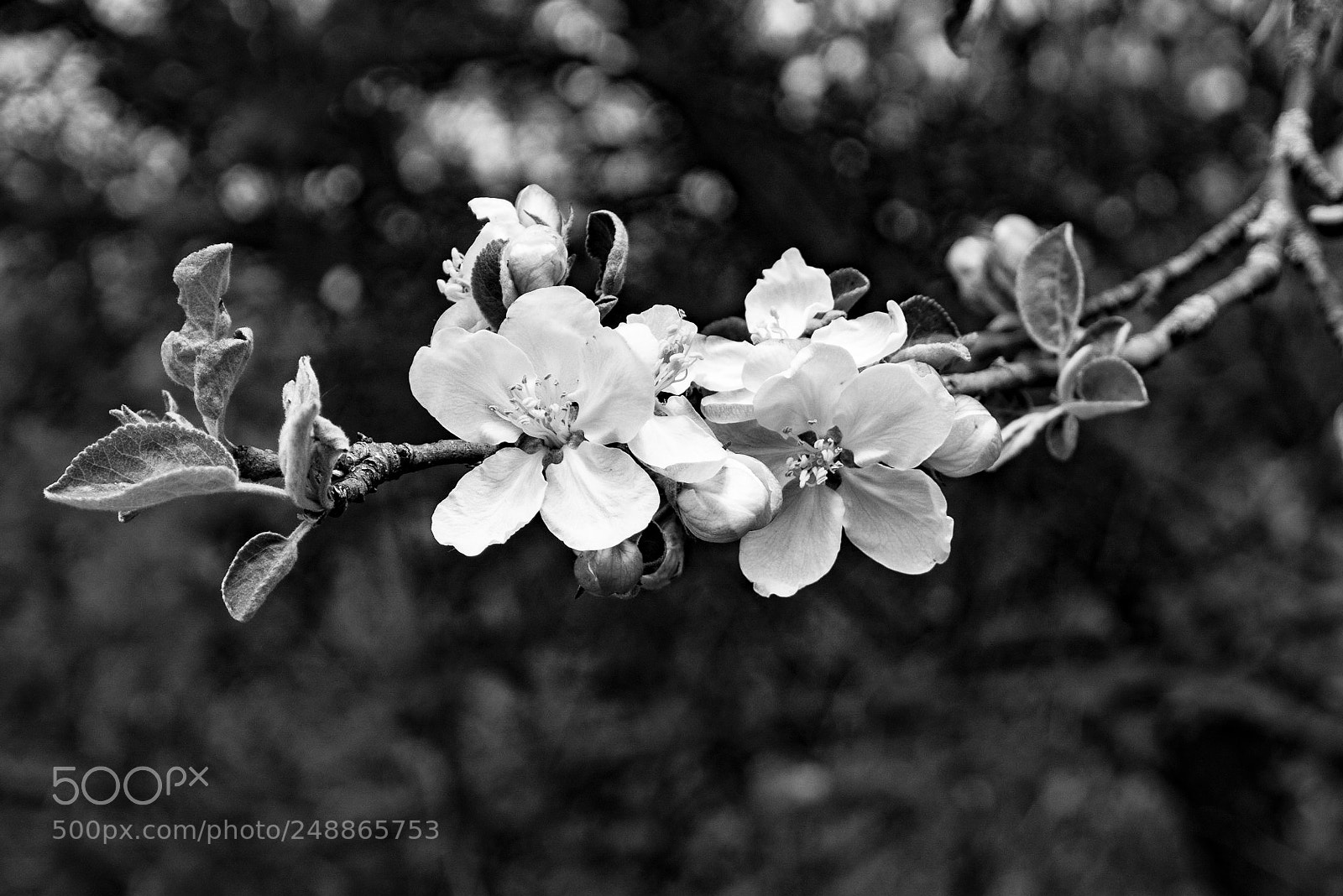 Panasonic Lumix DMC-GX7 sample photo. Crab apple blossums photography