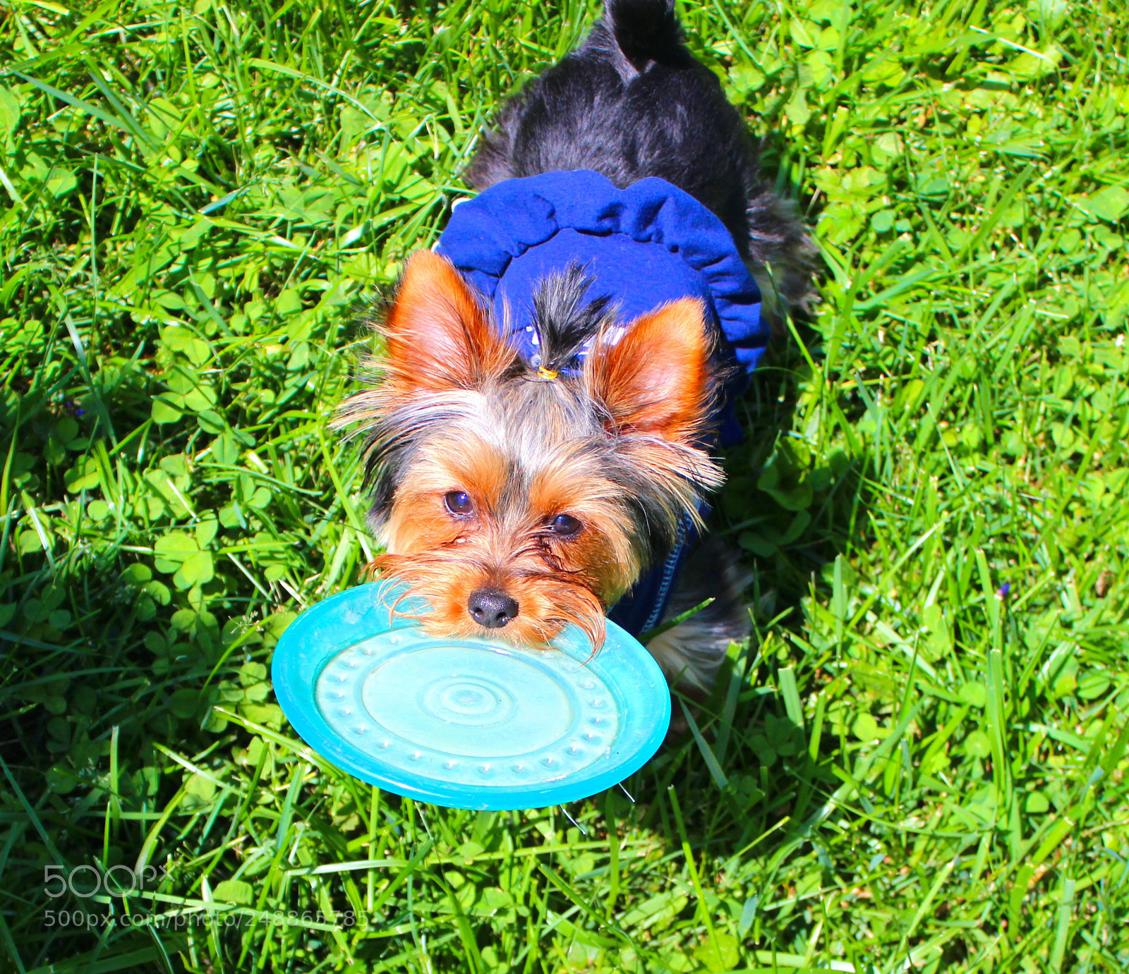Canon EOS 600D (Rebel EOS T3i / EOS Kiss X5) sample photo. Playing yorkie photography