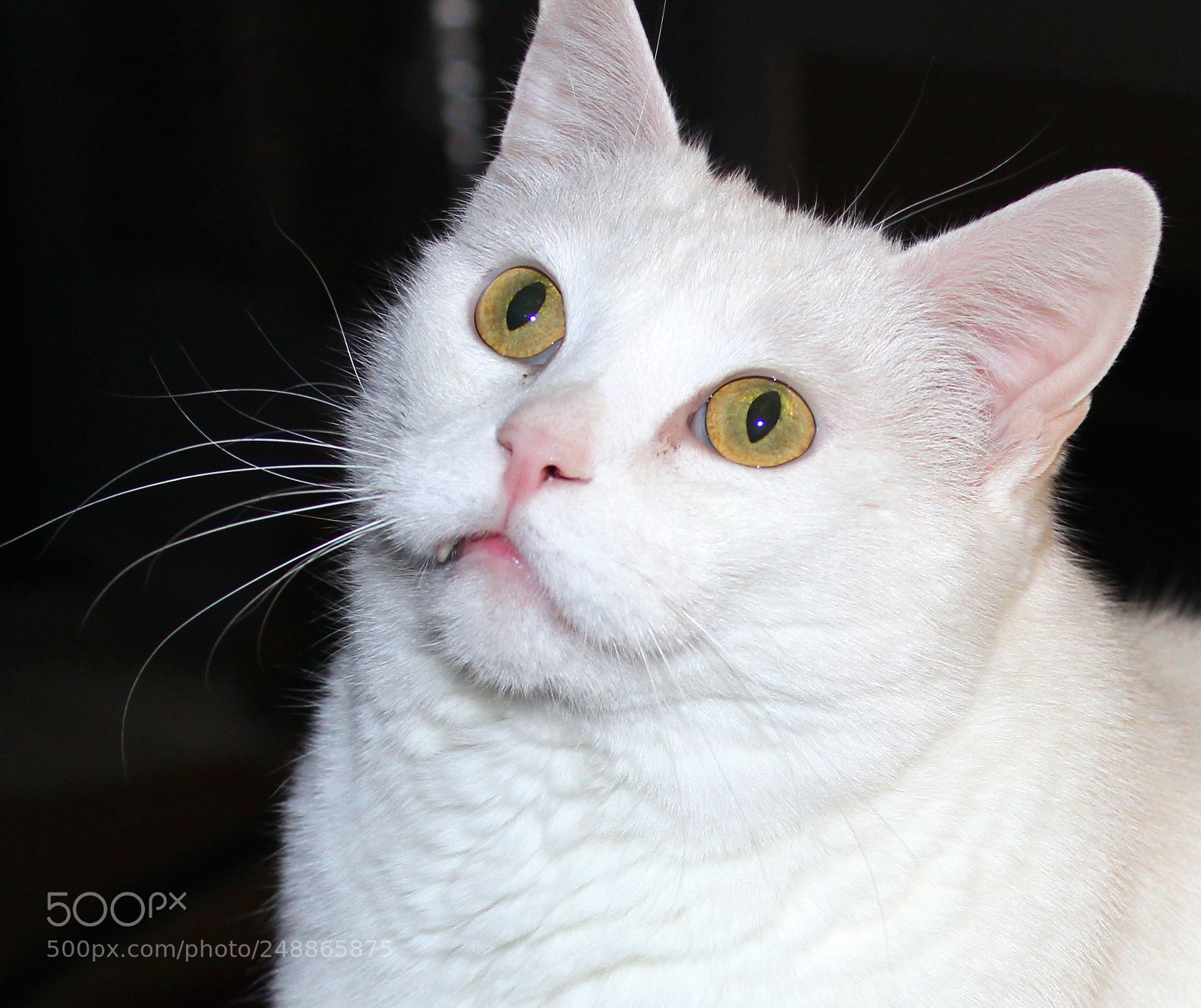Canon EOS 600D (Rebel EOS T3i / EOS Kiss X5) sample photo. Kitty-up-close photography