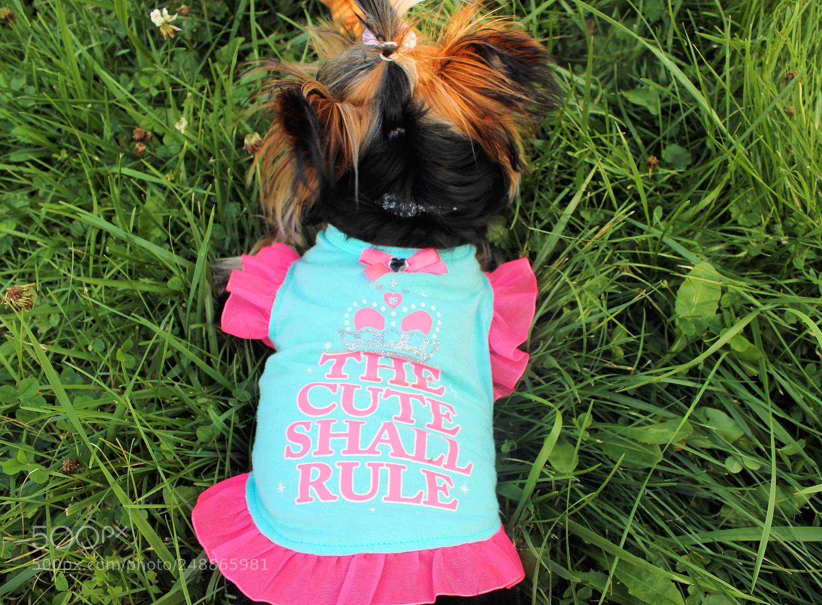 Canon EOS 600D (Rebel EOS T3i / EOS Kiss X5) sample photo. Yorkie fashion photography