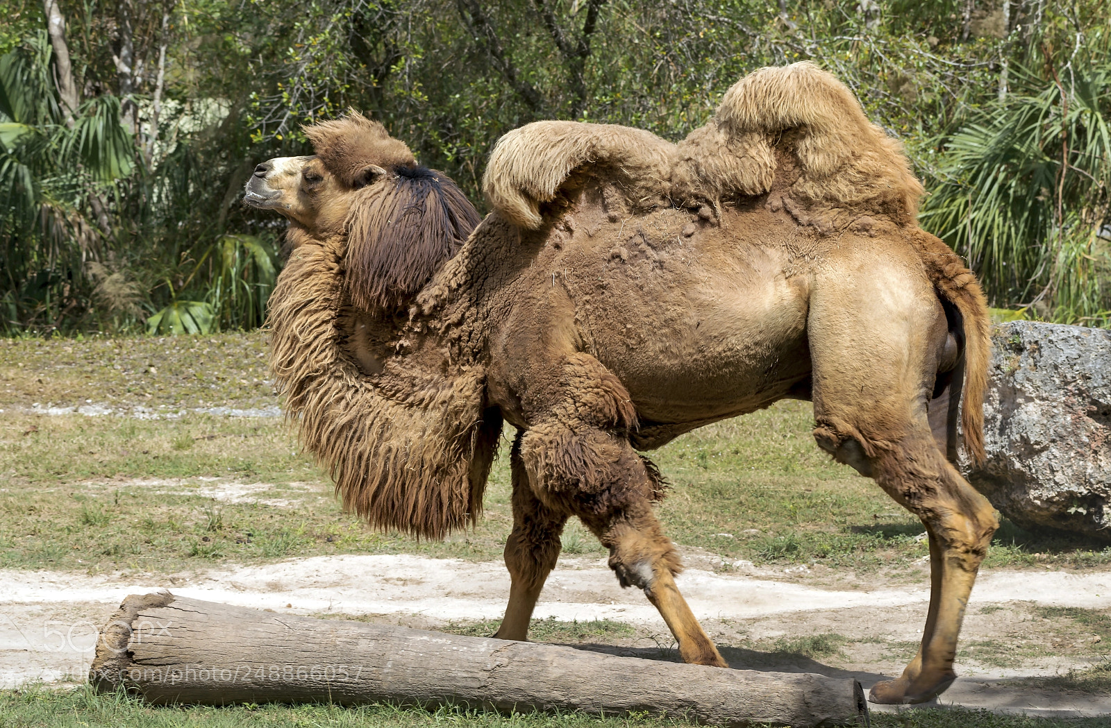 Sony a7R III sample photo. Bactrian camel strutting proudly photography