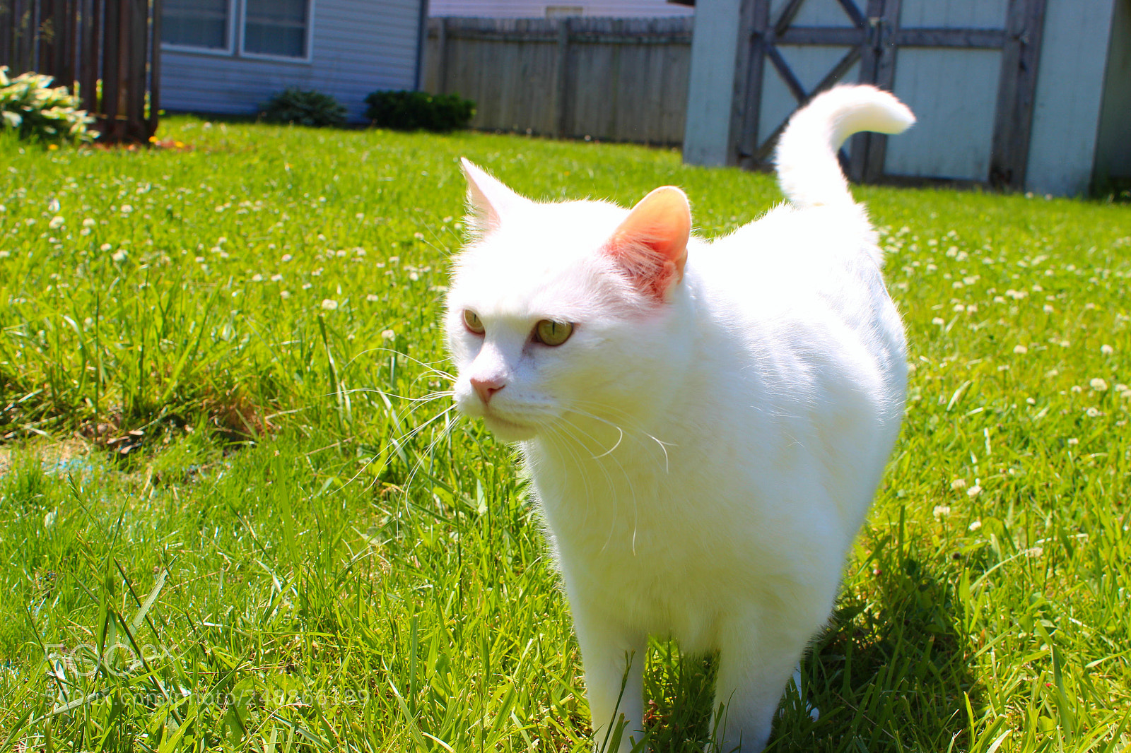 Canon EOS 600D (Rebel EOS T3i / EOS Kiss X5) sample photo. Outdoor kitty photography