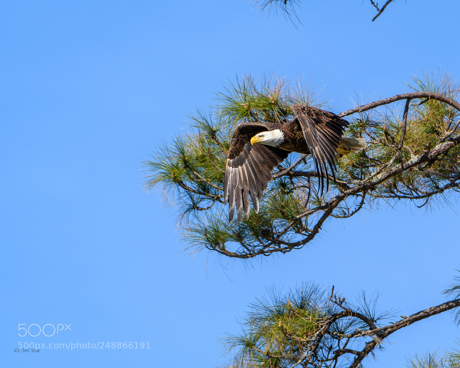 Nikon D7500 sample photo. The american bald eagle photography