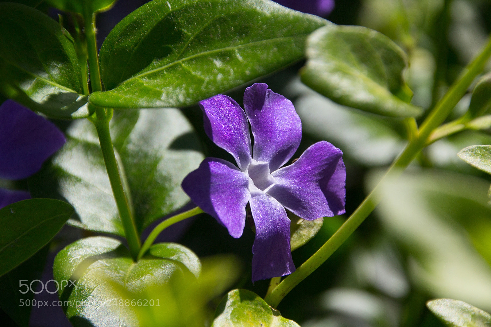 Canon EOS 1200D (EOS Rebel T5 / EOS Kiss X70 / EOS Hi) sample photo. Blux photography