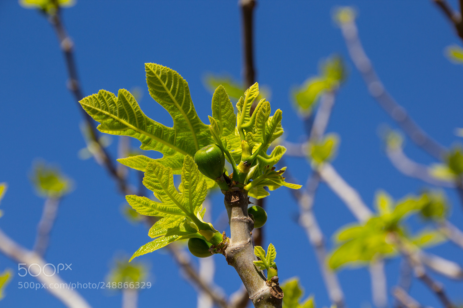 Canon EOS 1200D (EOS Rebel T5 / EOS Kiss X70 / EOS Hi) sample photo. Ficus photography