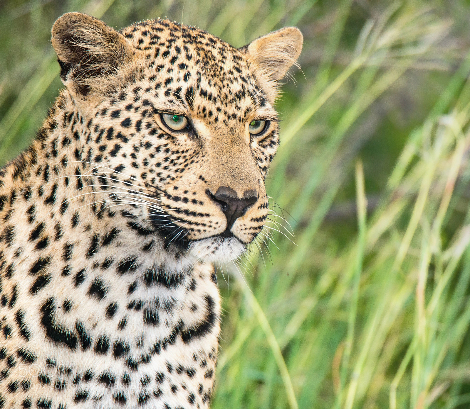 Nikon D800 sample photo. Leopard photography