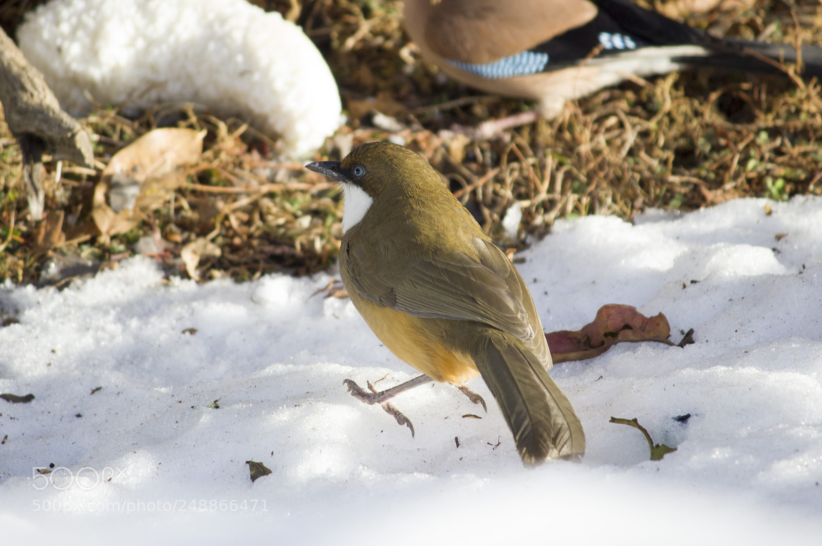 Canon EOS 600D (Rebel EOS T3i / EOS Kiss X5) sample photo. Laughing thrush photography