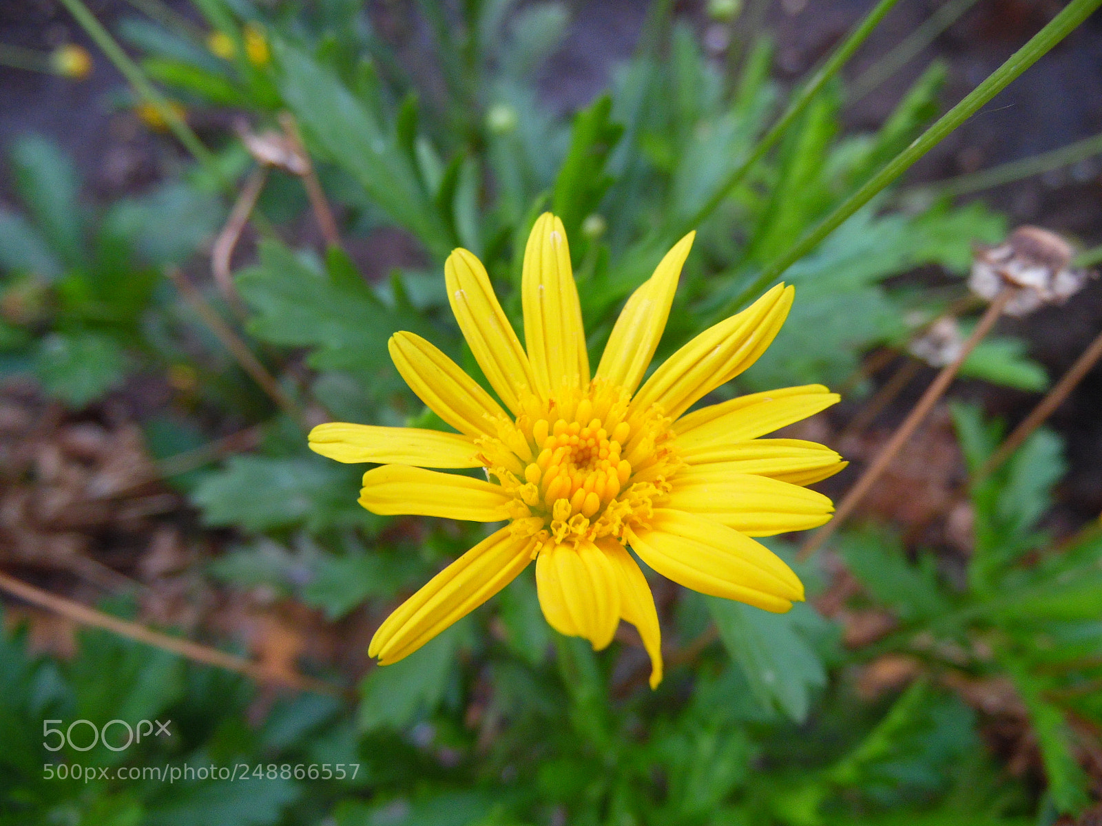 Samsung WB1100F/WB1101F/WB1102F sample photo. Little being photography
