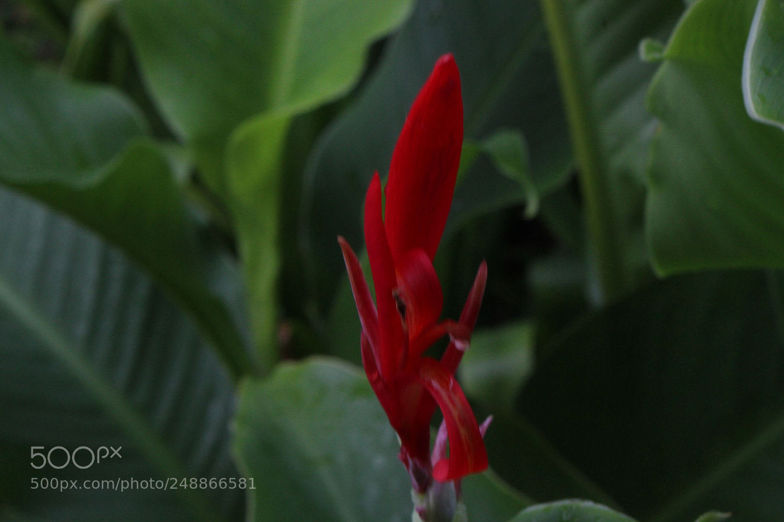 Canon EOS 700D (EOS Rebel T5i / EOS Kiss X7i) sample photo. Pretty red flower photography