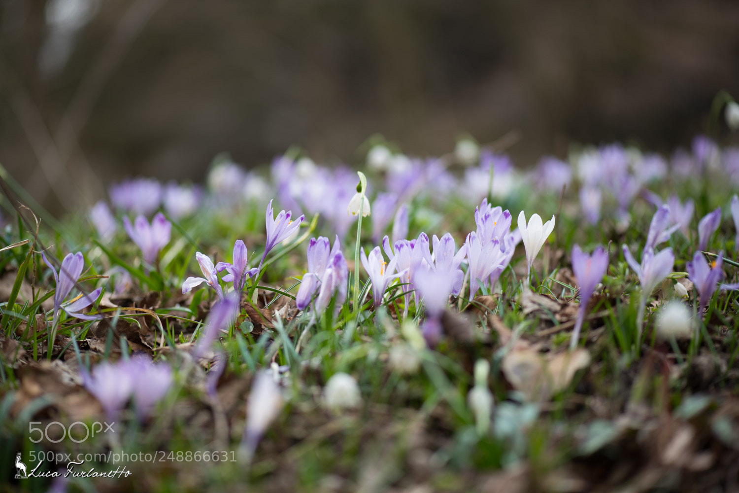 Nikon D850 sample photo. Risveglio.jpg photography