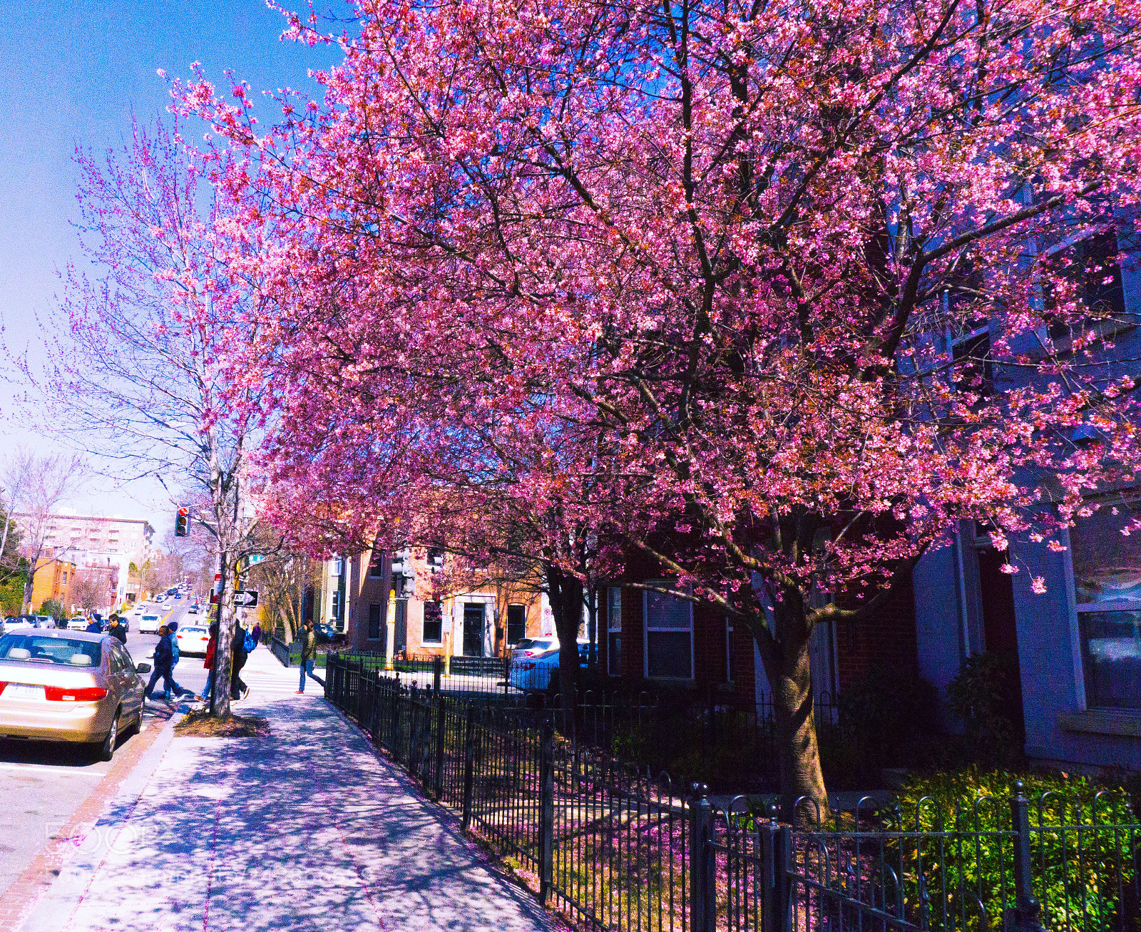 Sony a6000 sample photo. The city is blossoming photography