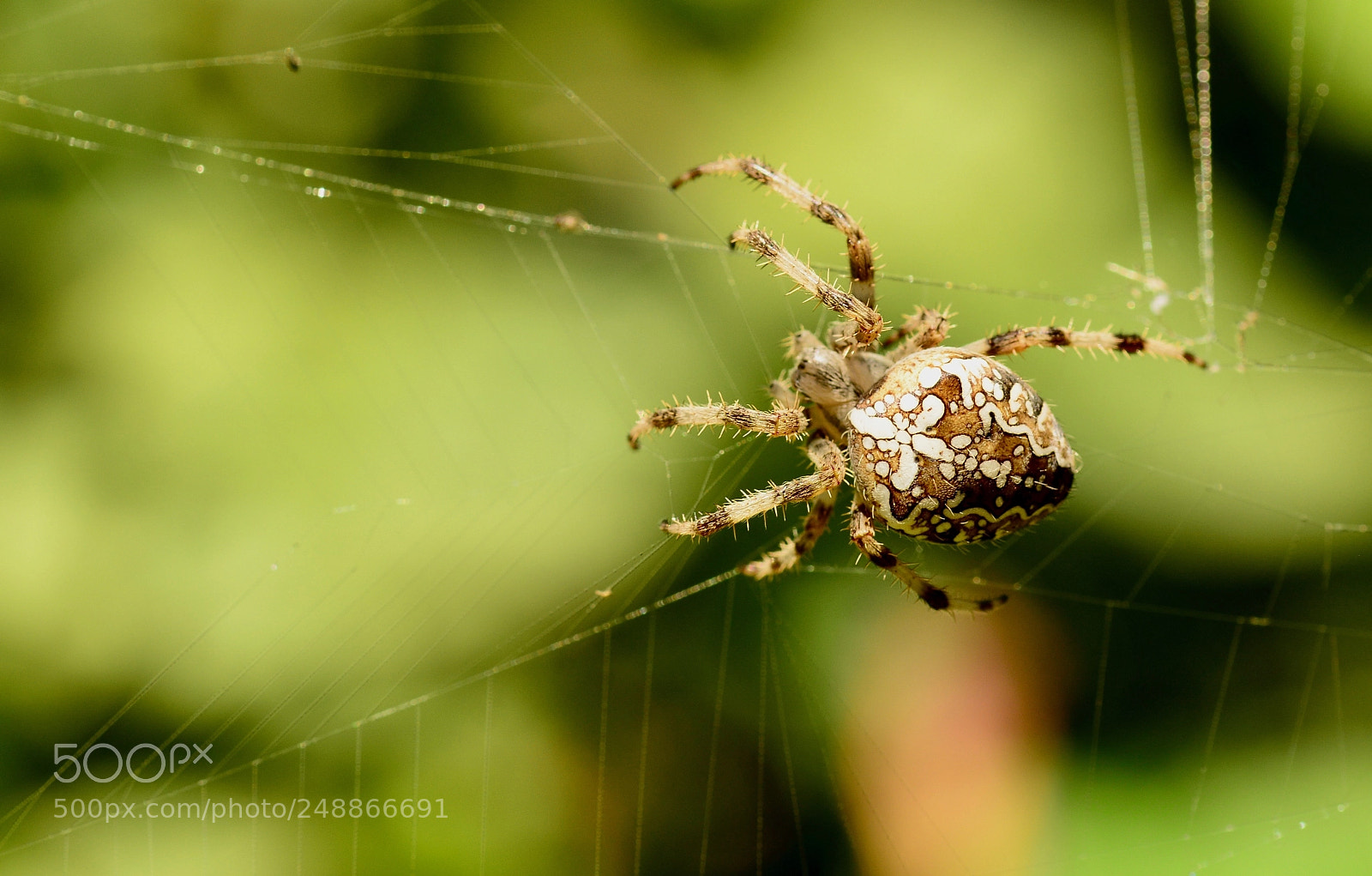 Nikon D7100 sample photo. Spider photography