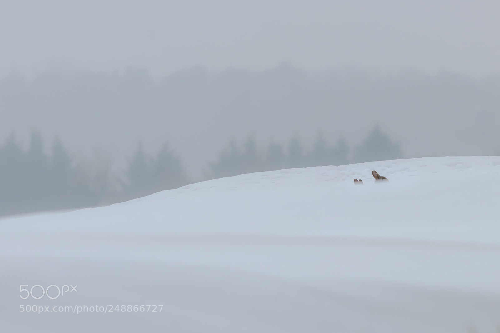 Canon EOS 80D sample photo. Surviving the winter photography