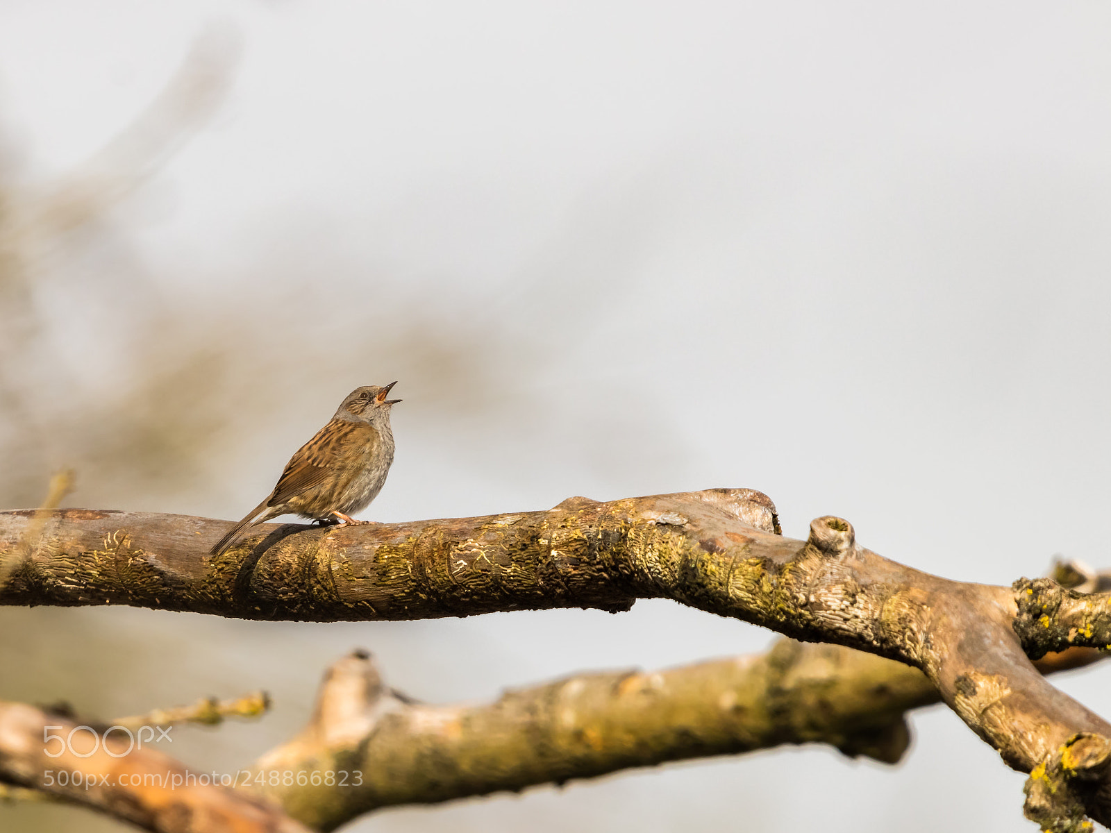 Canon EOS 80D sample photo. Dunnock photography