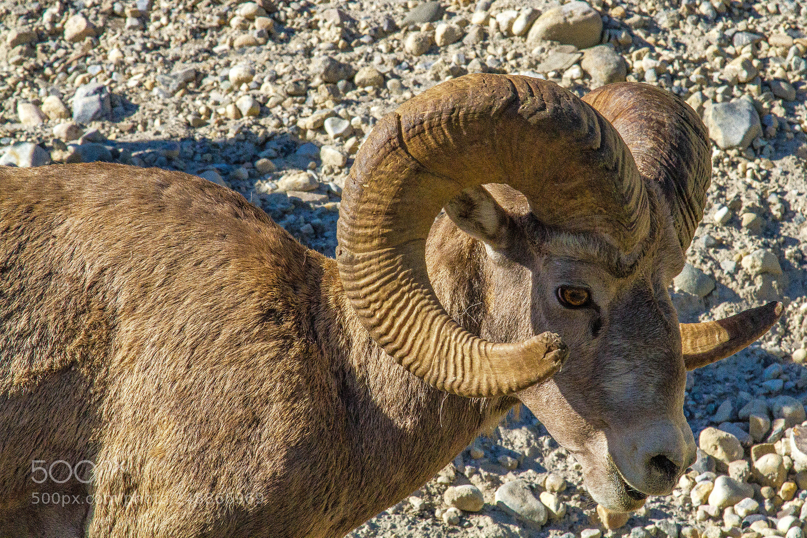 Canon EOS 7D sample photo. Big-horned sheep in bow photography