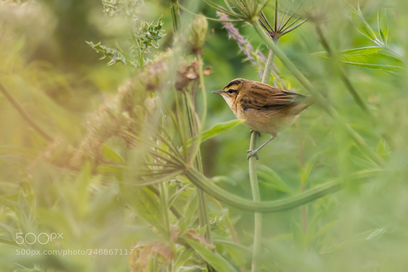 Canon EOS 80D sample photo. Sedge warbler photography