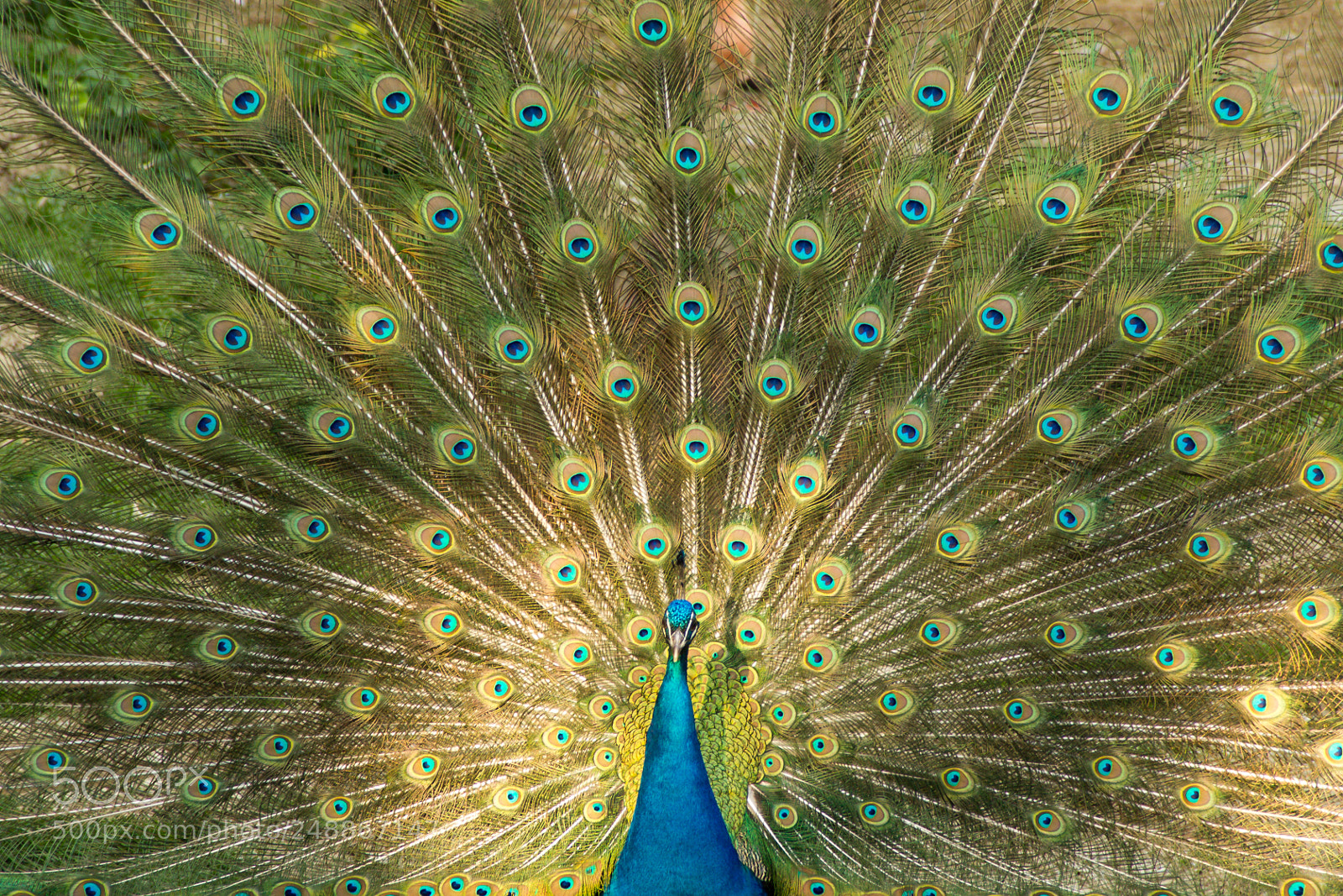Canon EOS 550D (EOS Rebel T2i / EOS Kiss X4) sample photo. Pavo cristatus (peacock) photography