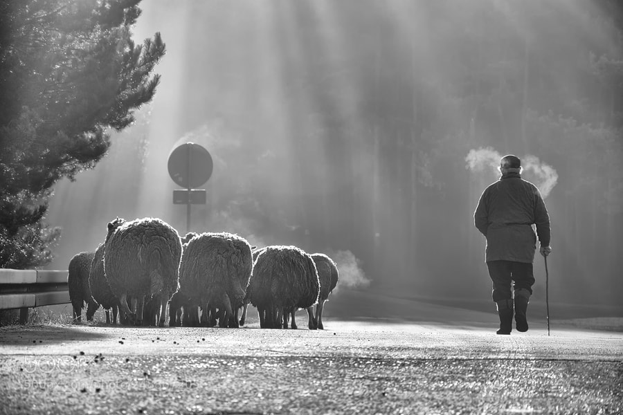 Nikon D5500 sample photo. Morning grazing photography