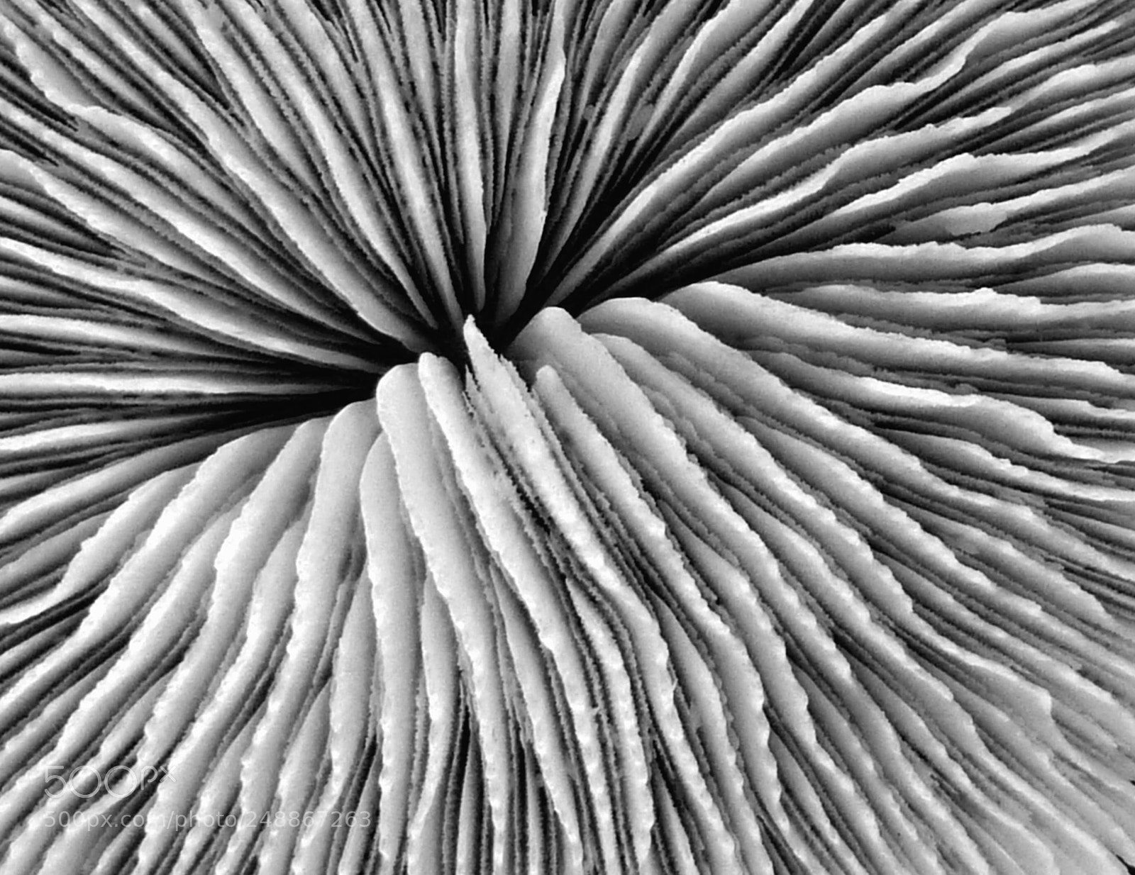 Panasonic DMC-TZ7 sample photo. Sea creature photography