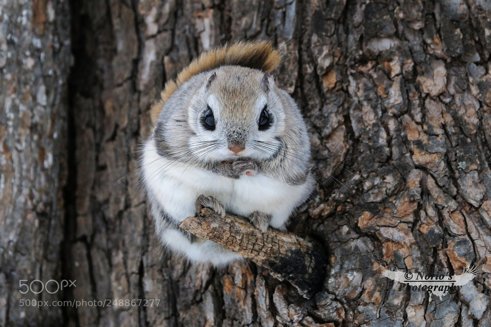 Fujifilm X-T2 sample photo. Hokkaido flying squirrel photography