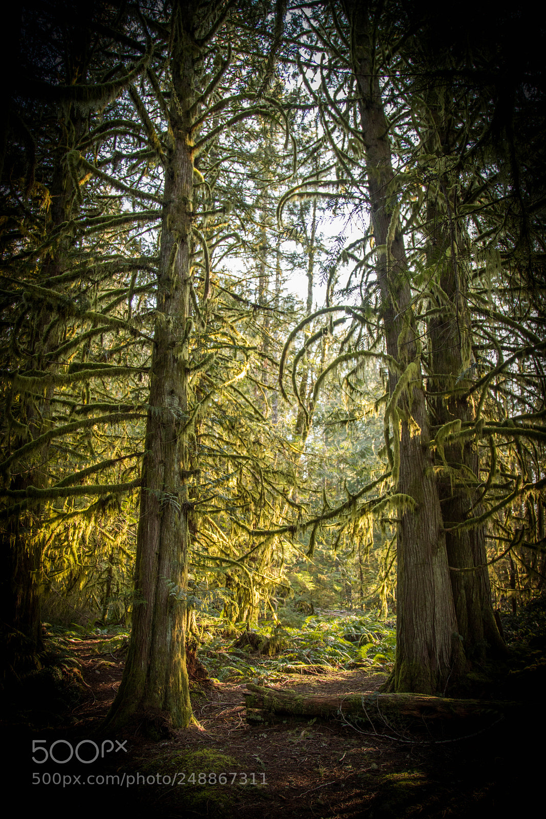 Canon EOS 6D Mark II sample photo. Walking into the woods photography