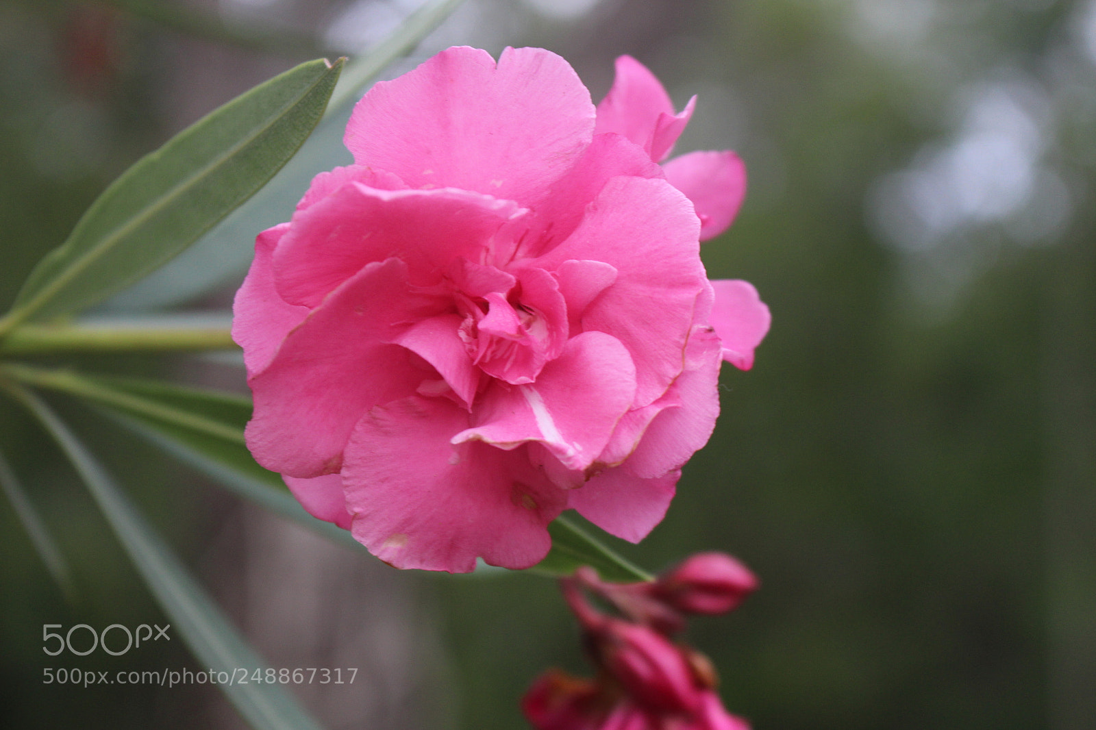 Canon EOS 700D (EOS Rebel T5i / EOS Kiss X7i) sample photo. Nature shot of pink photography