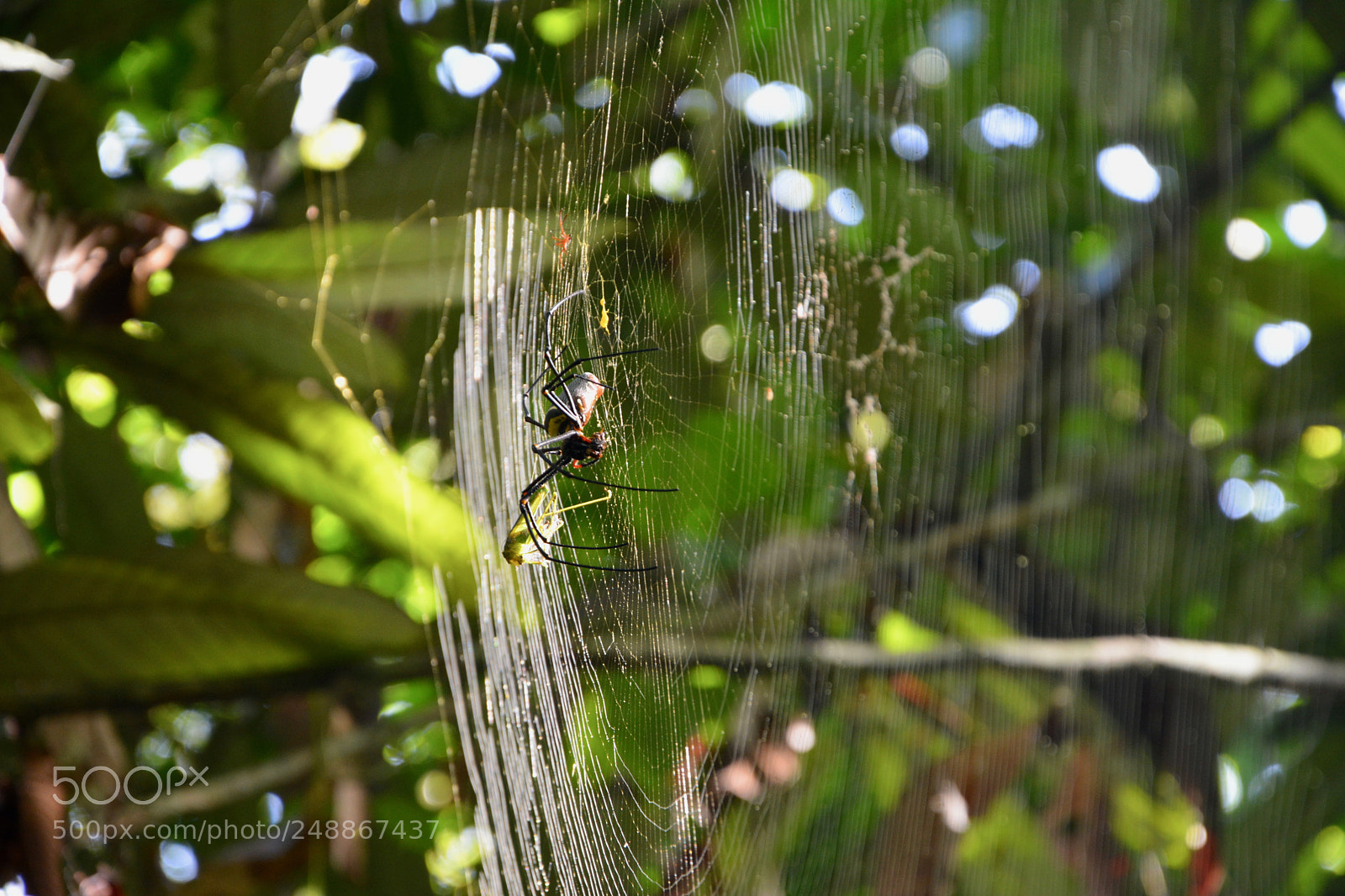 Nikon D5200 sample photo. Spidey photography