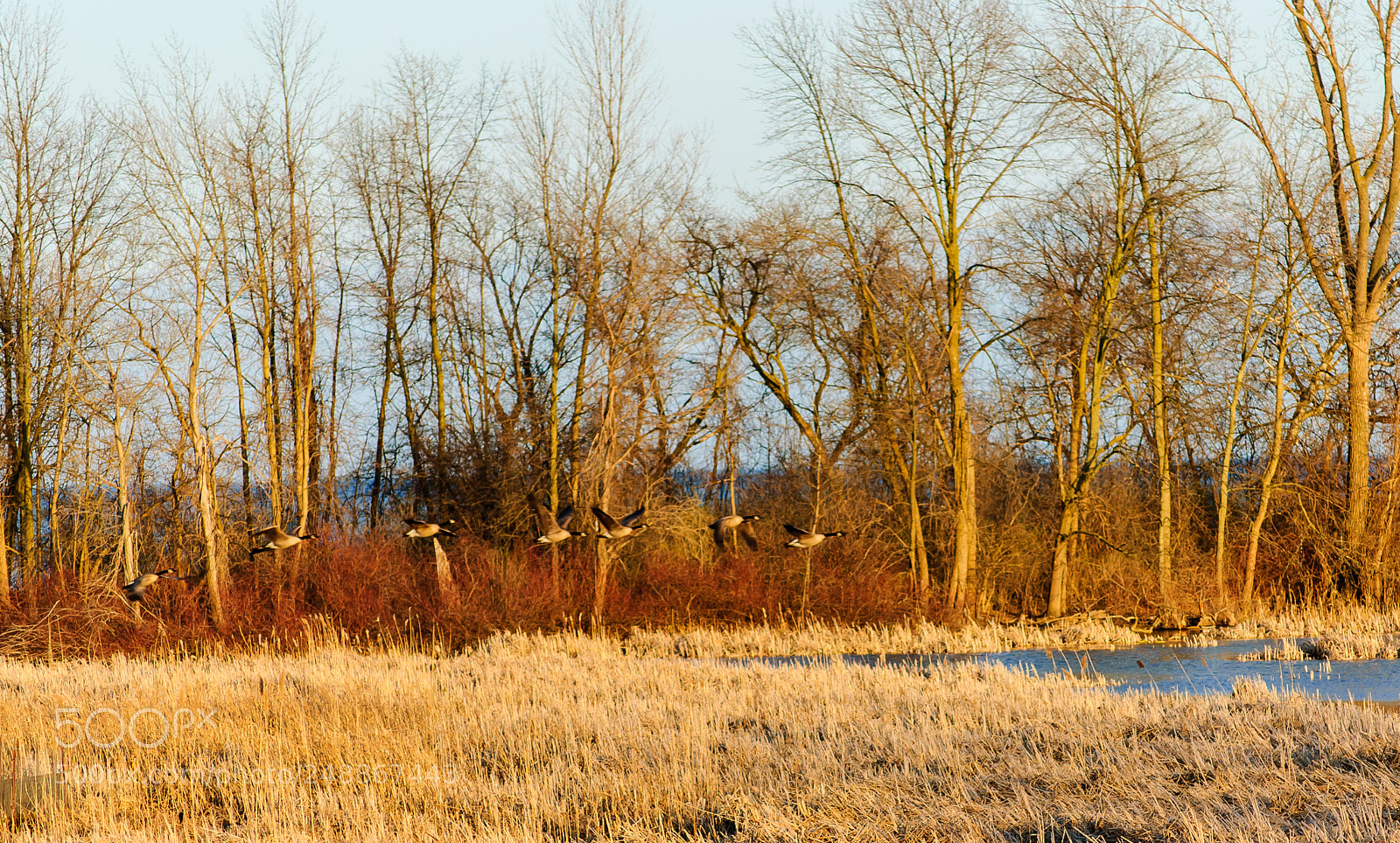 Nikon D60 sample photo. Rattray marsh, mississauga photography
