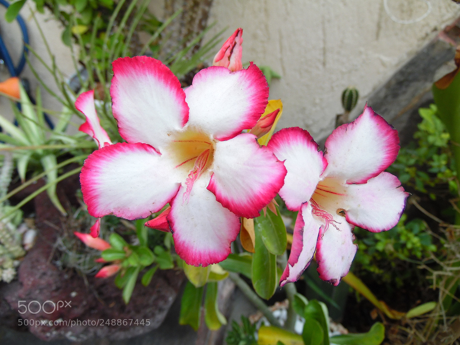 Samsung WB1100F/WB1101F/WB1102F sample photo. The garden beings photography